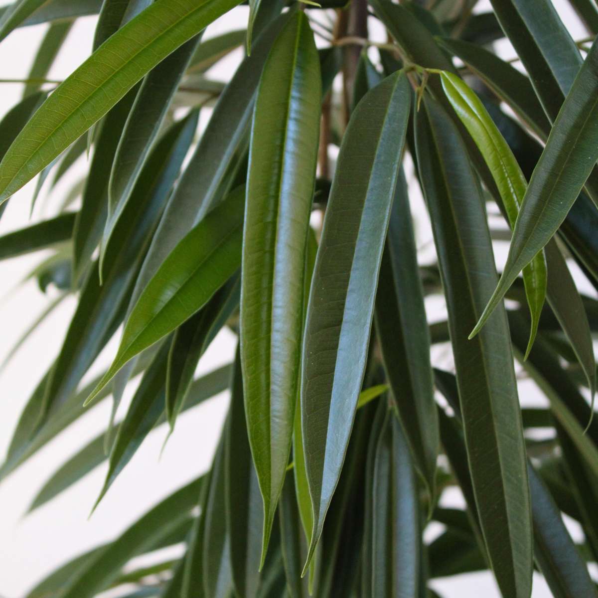 Ficusul lance - Ficus binnendijkii - Înălţime 100-110cm - ⌀21cm