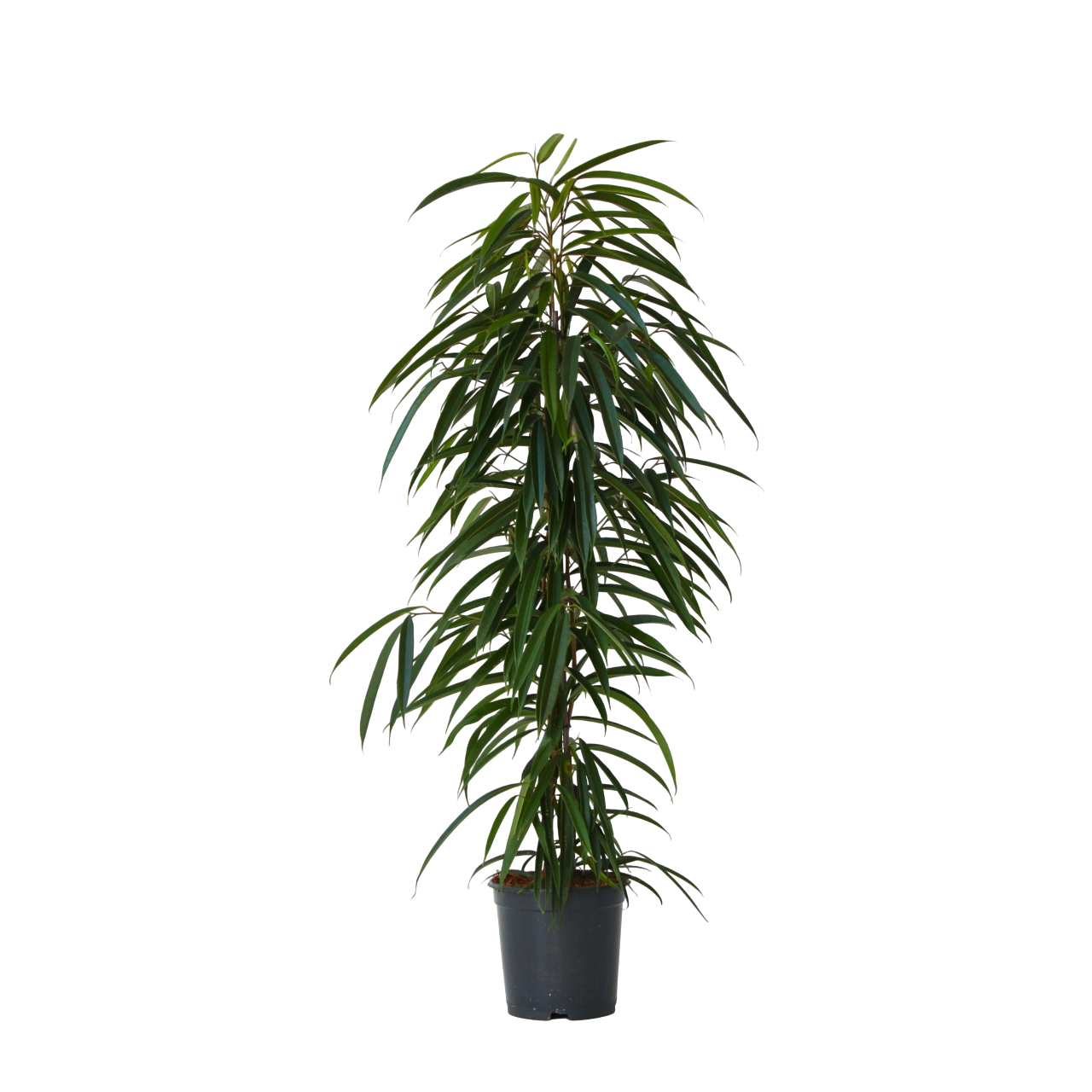 Ficusul lance - Ficus binnendijkii - Înălţime 100-110cm - ⌀21cm
