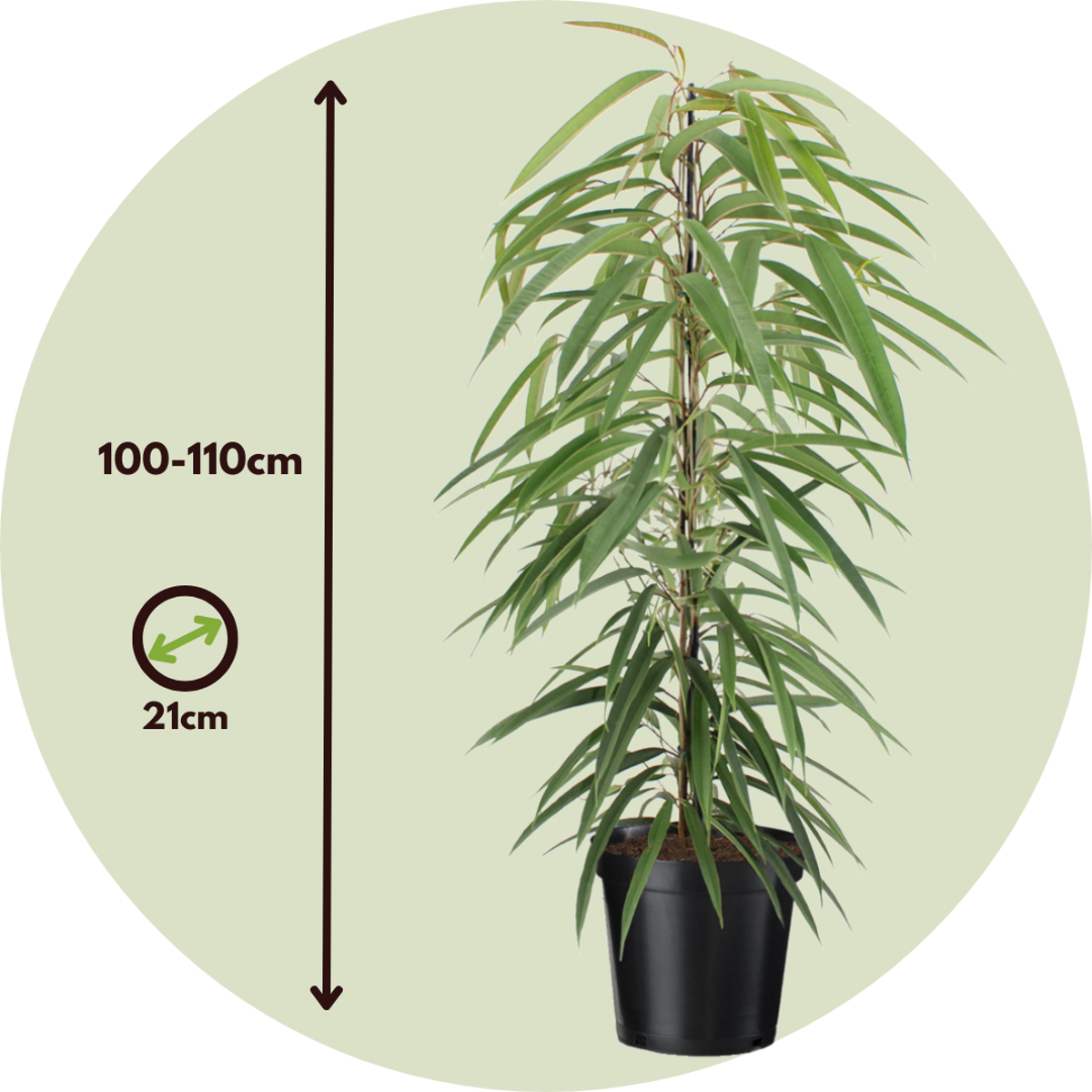 Ficusul lance - Ficus binnendijkii - Înălţime 100-110cm - ⌀21cm