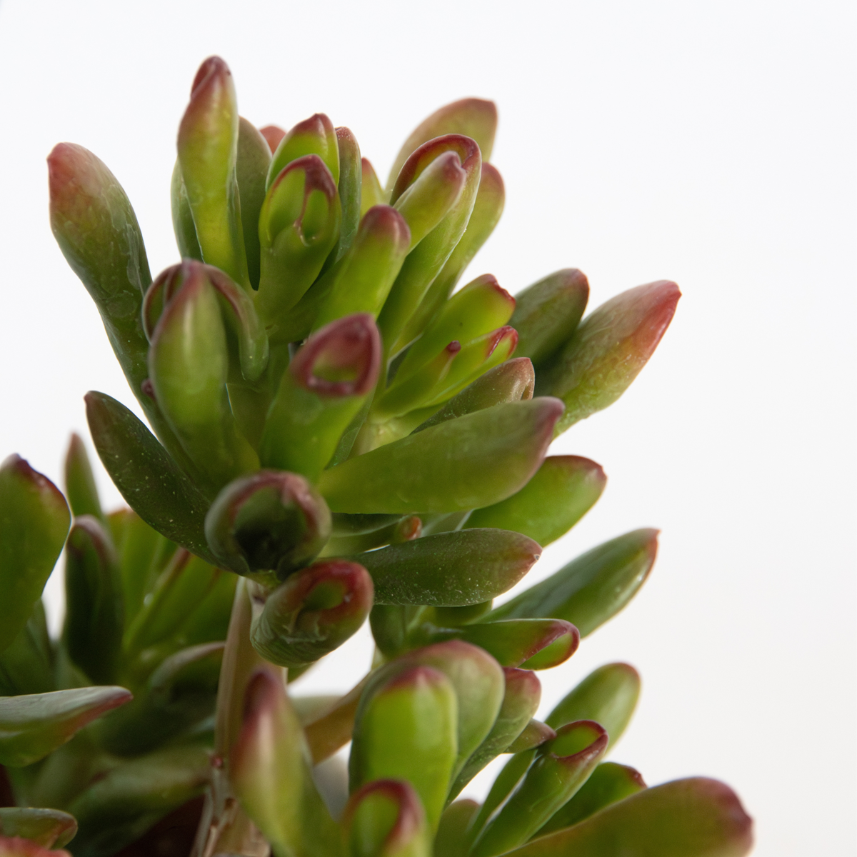 Planta de Jad - Set 2 - Crassula ovata 'Gollum' - Înălțime 15-25 cm - ⌀ 12 cm