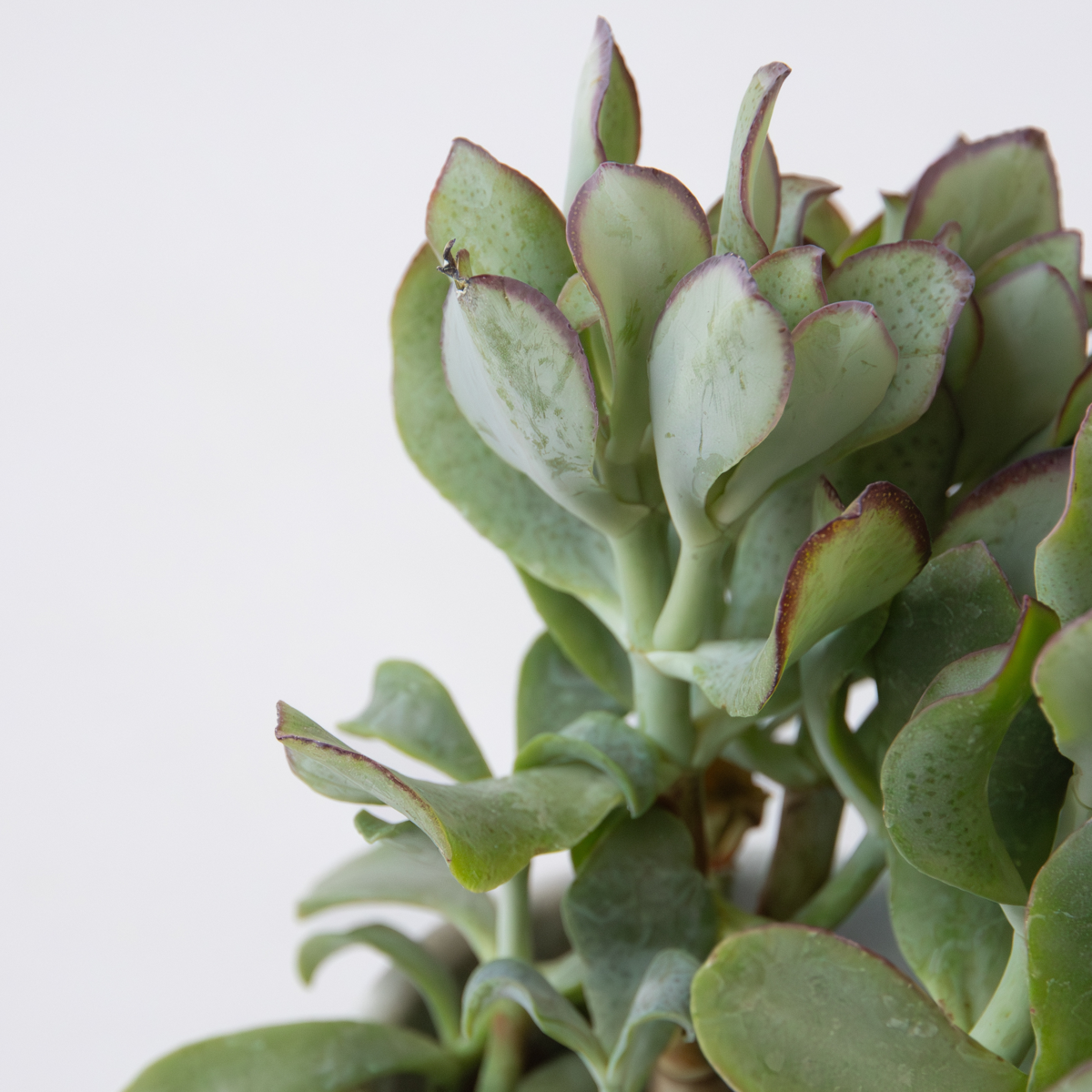 Plantă de jad - 2 buc. - Crassula arborescens 'Curly' - Ghiveci 12 cm