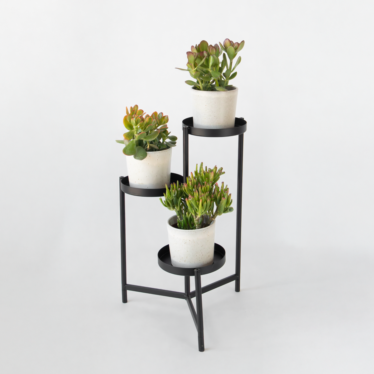 Set de 3 - Crassula Minor, Hobbit, Sunset - Înălțime 10–25 cm - ø12 cm