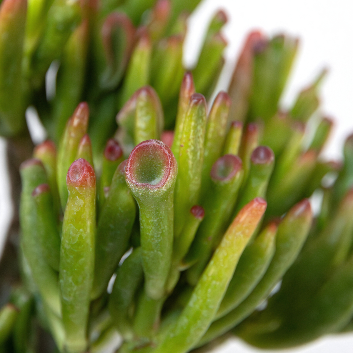 Set de 3 - Crassula Minor, Hobbit, Sunset - Înălțime 10–25 cm - ø12 cm