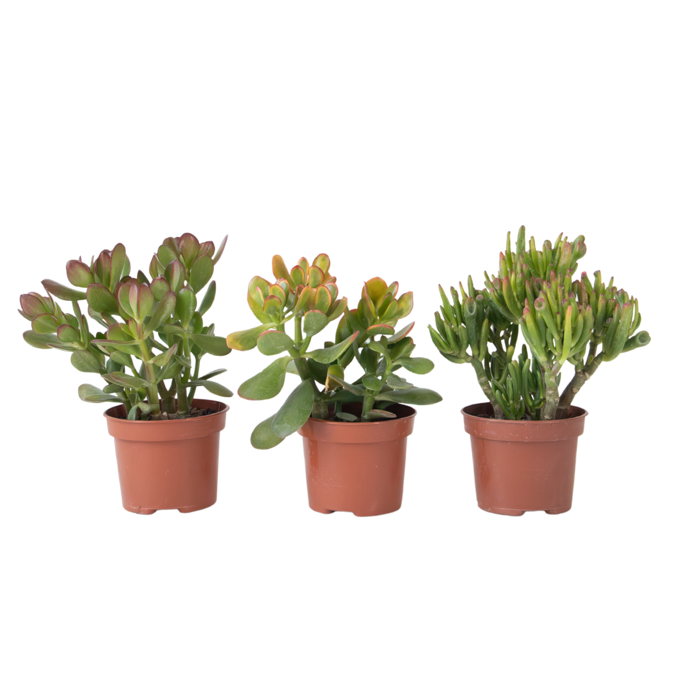Set de 3 - Crassula Minor, Hobbit, Sunset - Înălțime 10–25 cm - ø12 cm