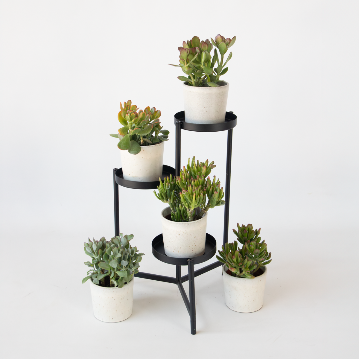 Arborele banilor - Mix 5 Crassula ovata - Înalț. 10-25 cm - Ghiveci 12 cm