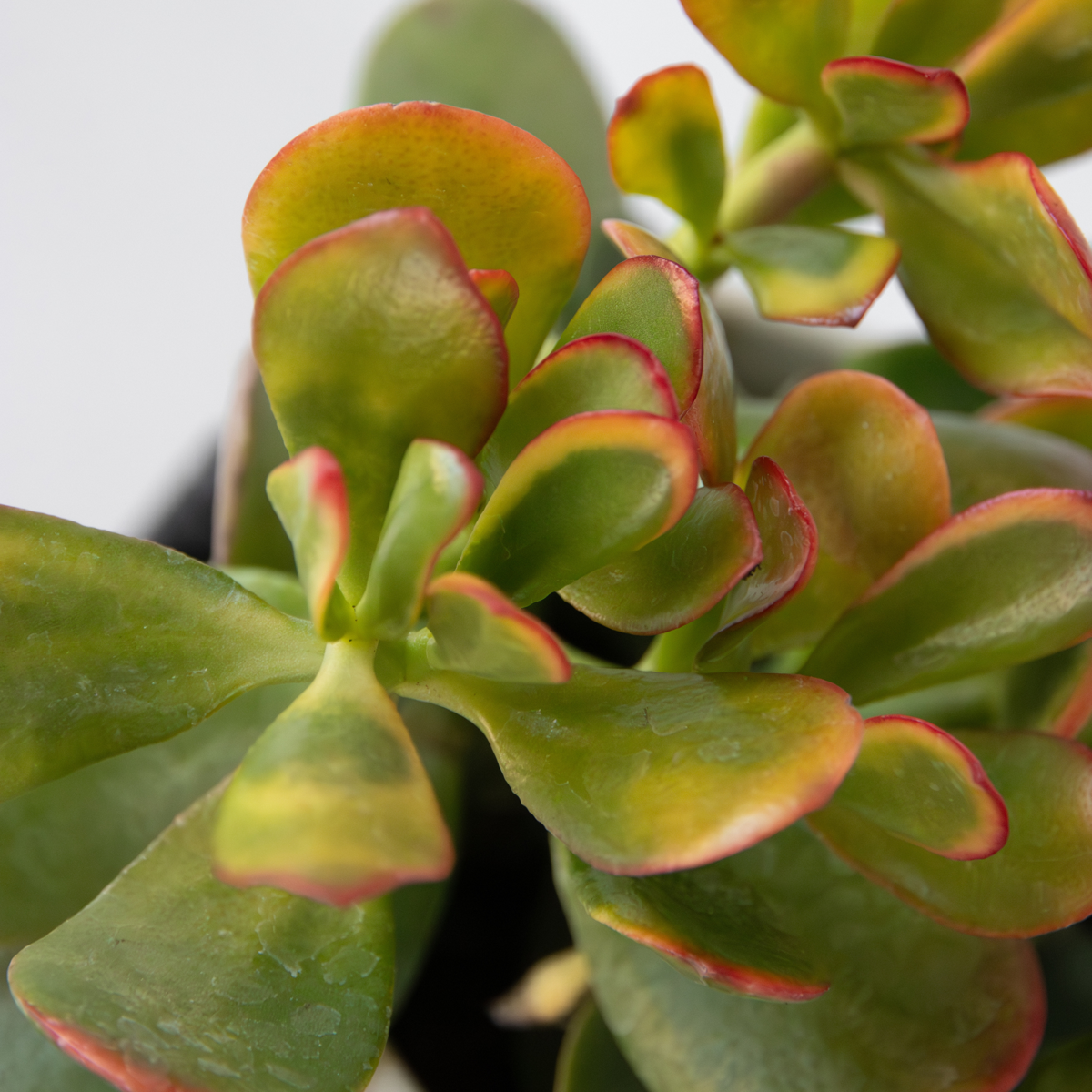 Arborele banilor - Mix 5 Crassula ovata - Înalț. 10-25 cm - Ghiveci 12 cm