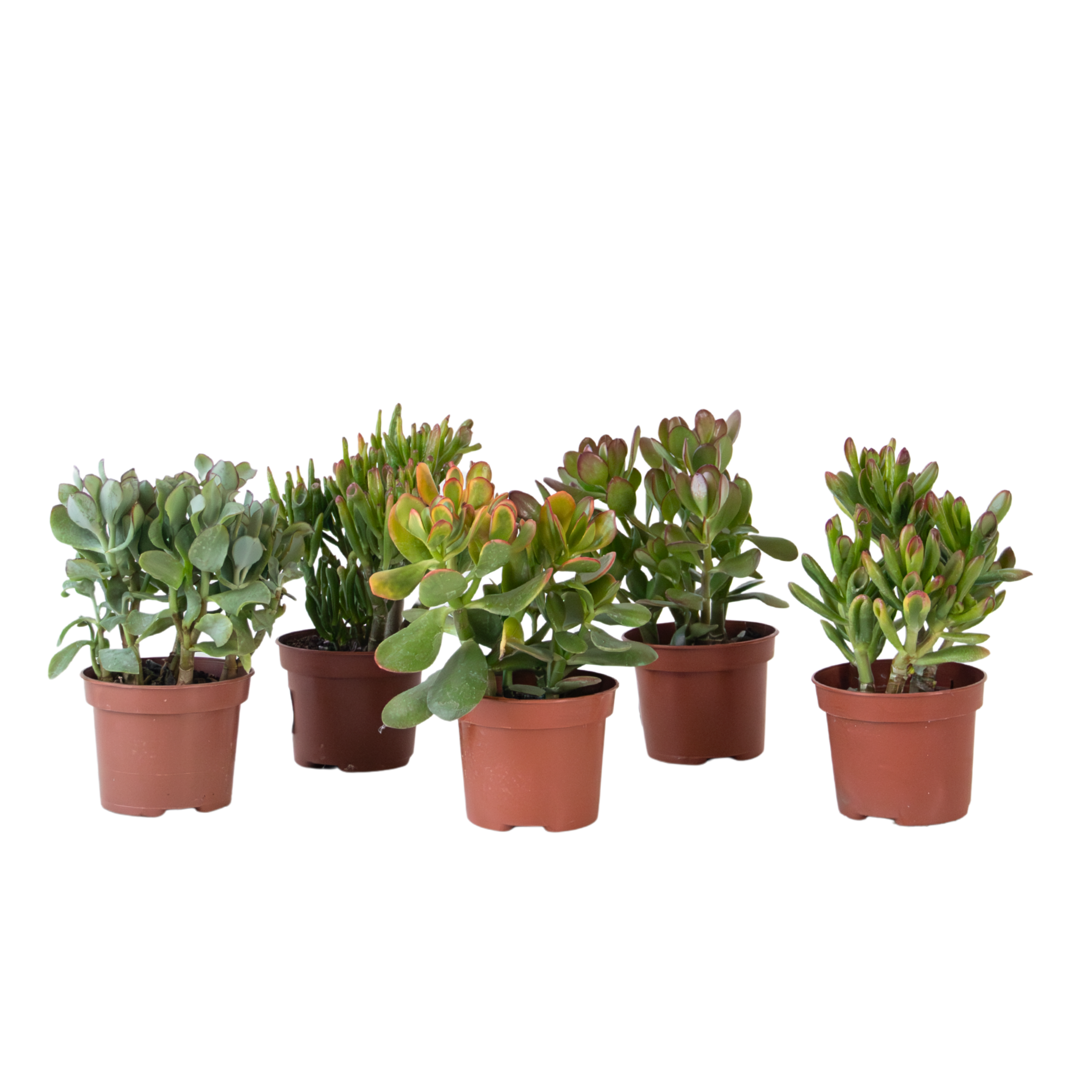 Arborele banilor - Mix 5 Crassula ovata - Înalț. 10-25 cm - Ghiveci 12 cm