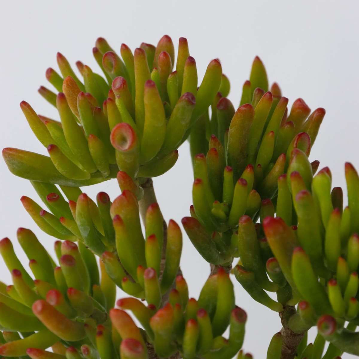 Arbore de jad - Crassula ovata 'Hobbit' - Înălţime 10-20cm - ⌀12cm