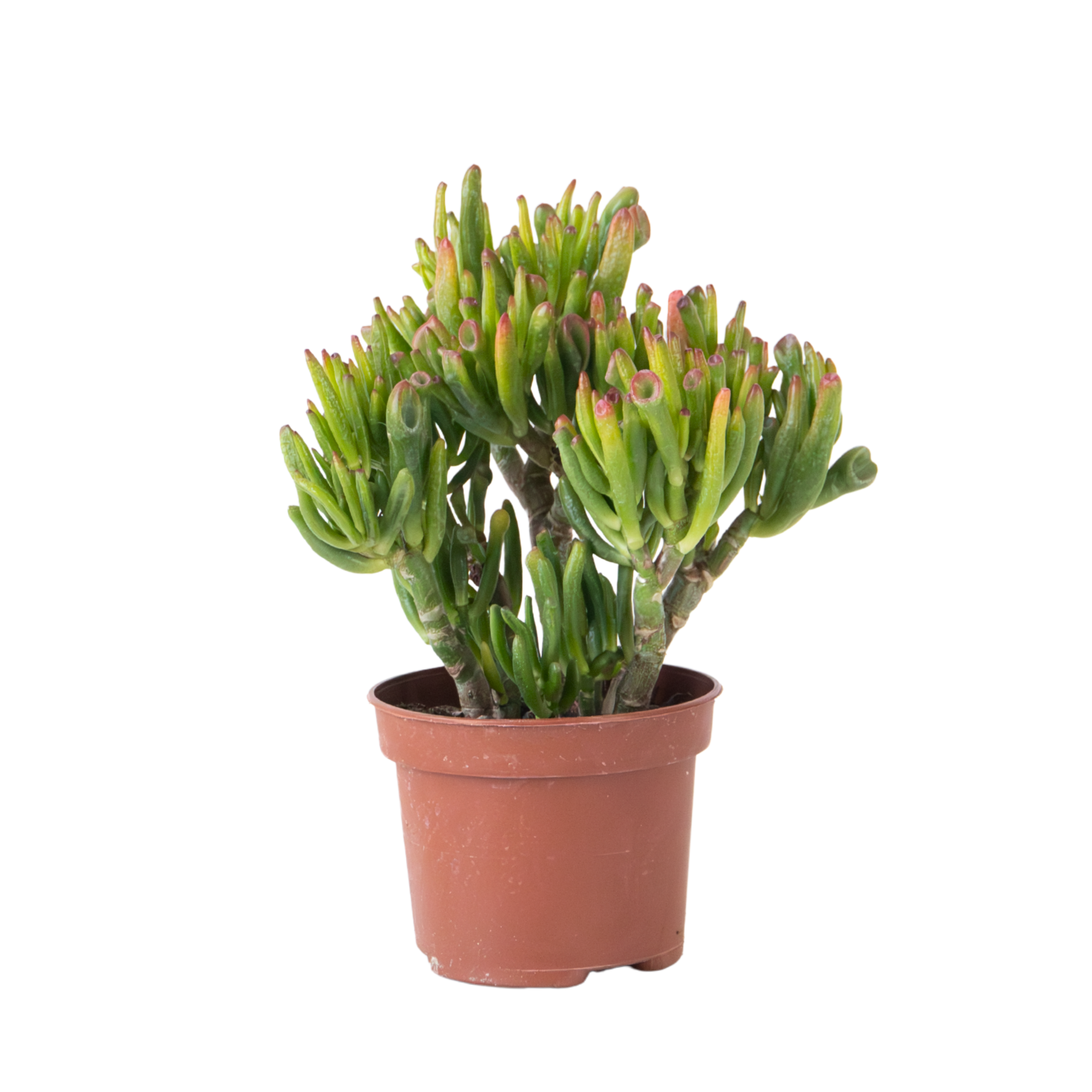 Arbore de jad - Crassula ovata 'Hobbit' - Înălţime 10-20cm - ⌀12cm
