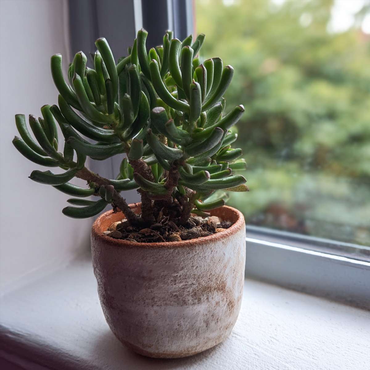 Arbore de jad - Set 2 - Crassula ovata 'Hobbit' - Înălţime 10-20cm - ⌀12cm