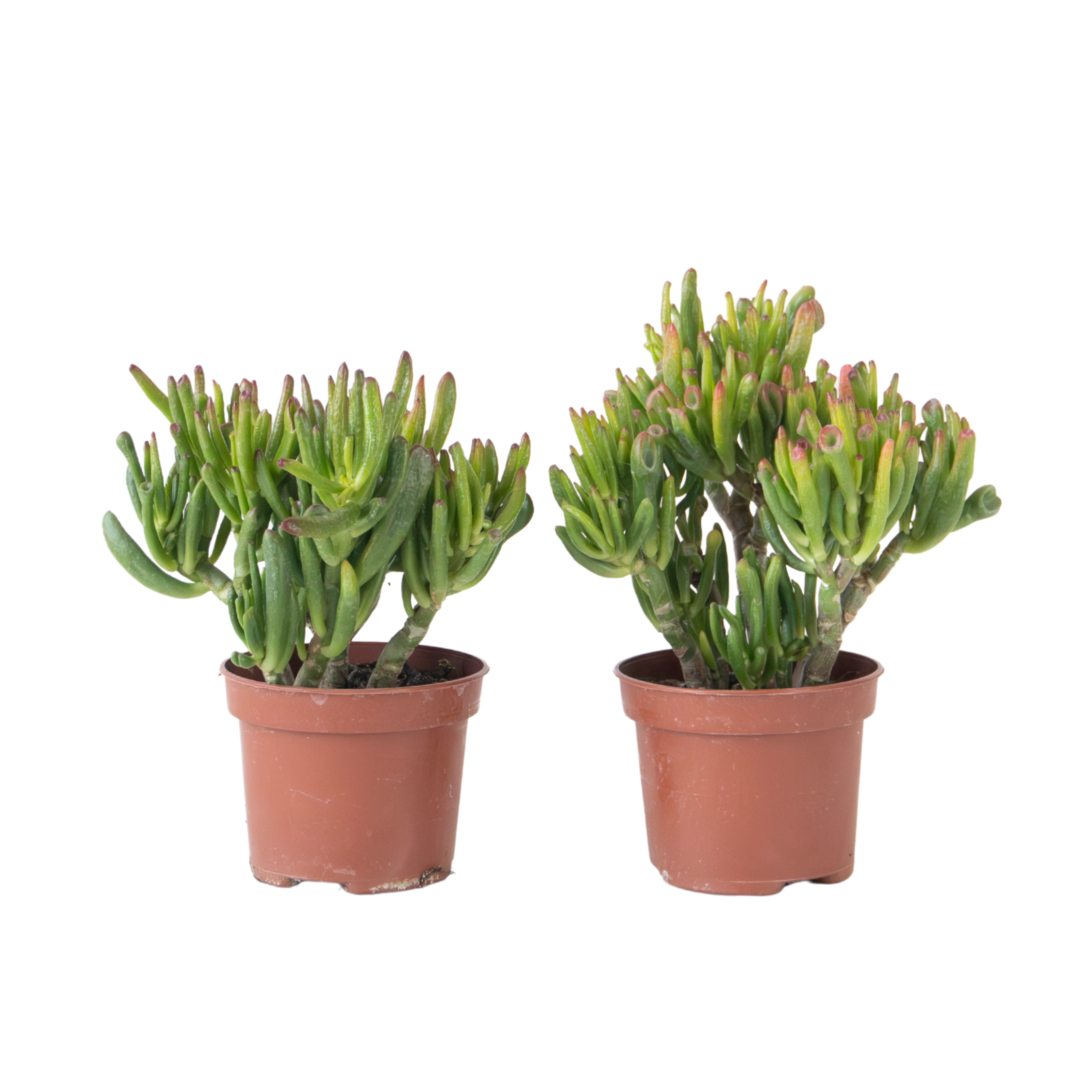 Arbore de jad - Set 2 - Crassula ovata 'Hobbit' - Înălţime 10-20cm - ⌀12cm
