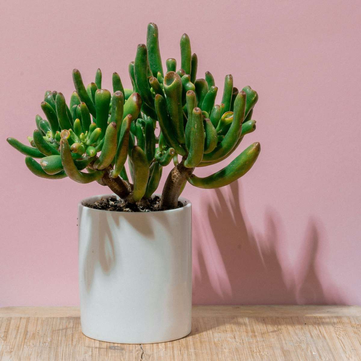 Arbore de jad - Crassula ovata 'Hobbit' - Înălţime 45-50cm - ⌀23cm