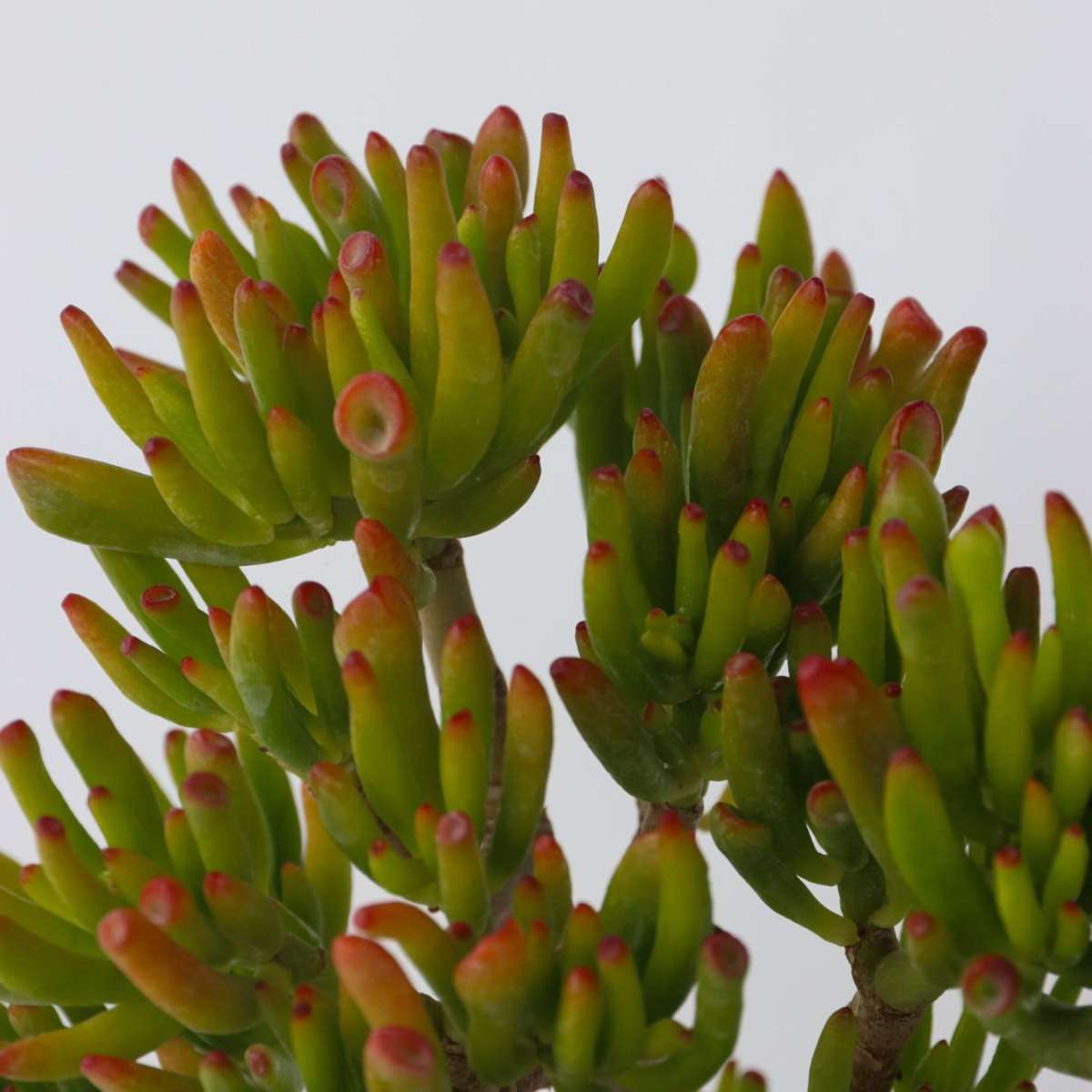 Arbore de jad - Crassula ovata 'Hobbit' - Înălţime 45-50cm - ⌀23cm