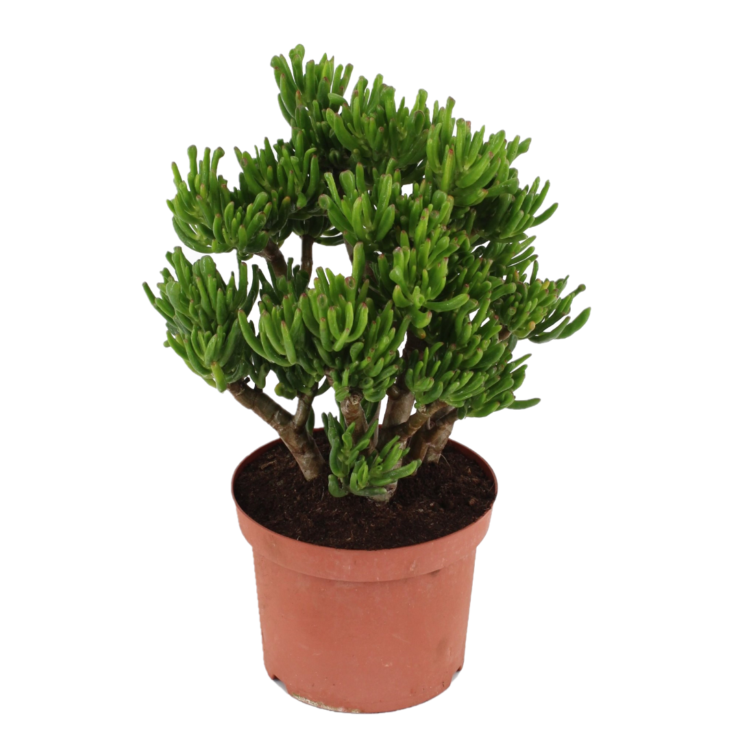 Arbore de jad - Crassula ovata 'Hobbit' - Înălţime 45-50cm - ⌀23cm