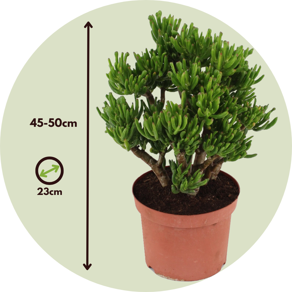 Arbore de jad - Crassula ovata 'Hobbit' - Înălţime 45-50cm - ⌀23cm