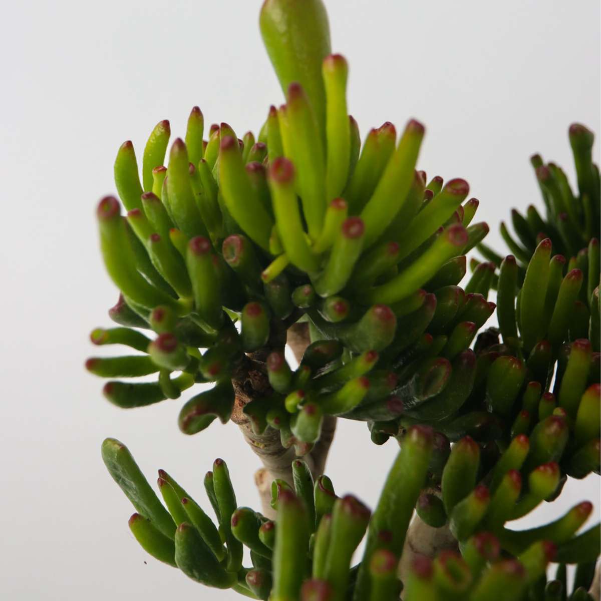 Arbore de jad - Crassula ovata 'Hobbit' - Înălţime 55-60cm - ⌀30cm