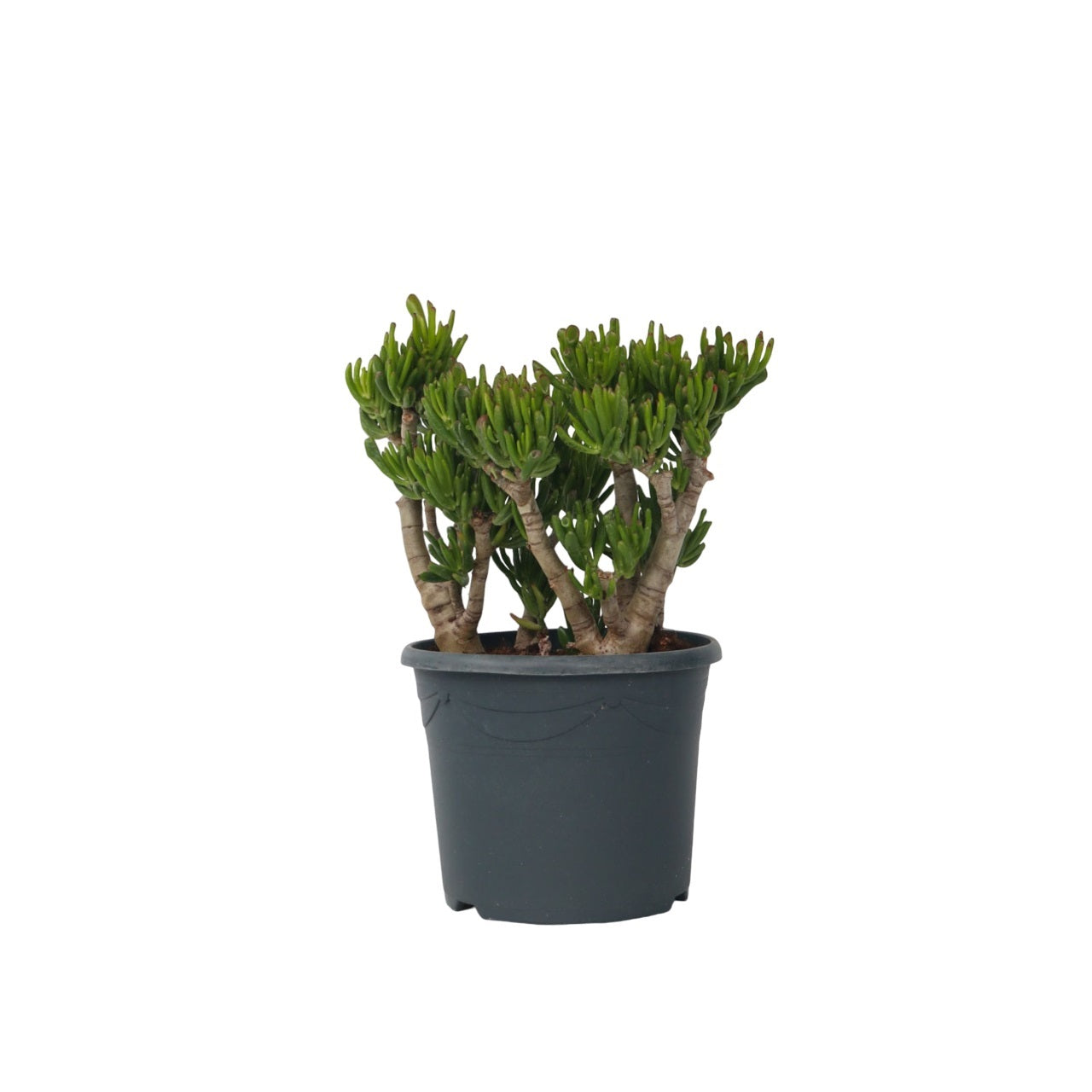 Arbore de jad - Crassula ovata 'Hobbit' - Înălţime 55-60cm - ⌀30cm