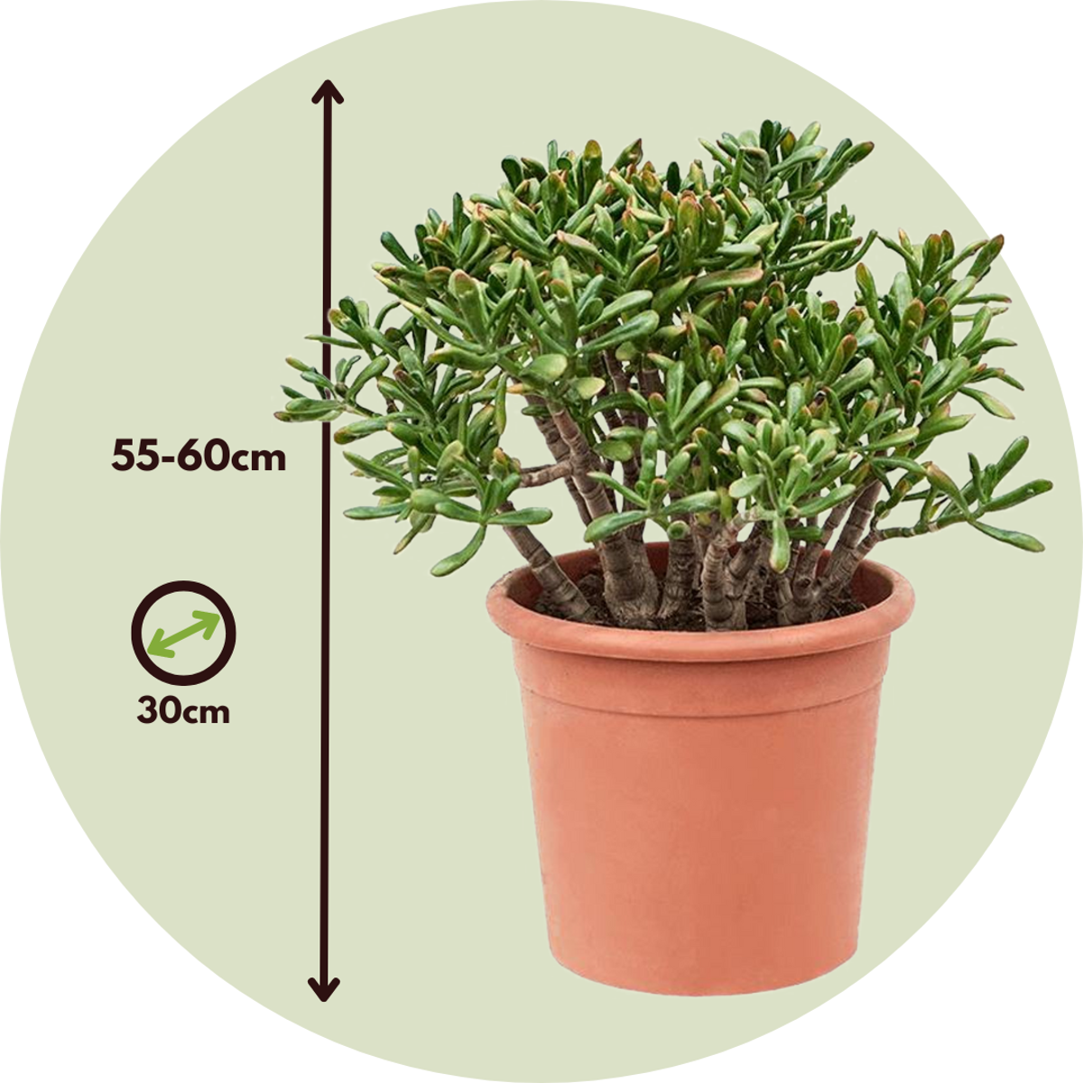 Arbore de jad - Crassula ovata 'Hobbit' - Înălţime 55-60cm - ⌀30cm