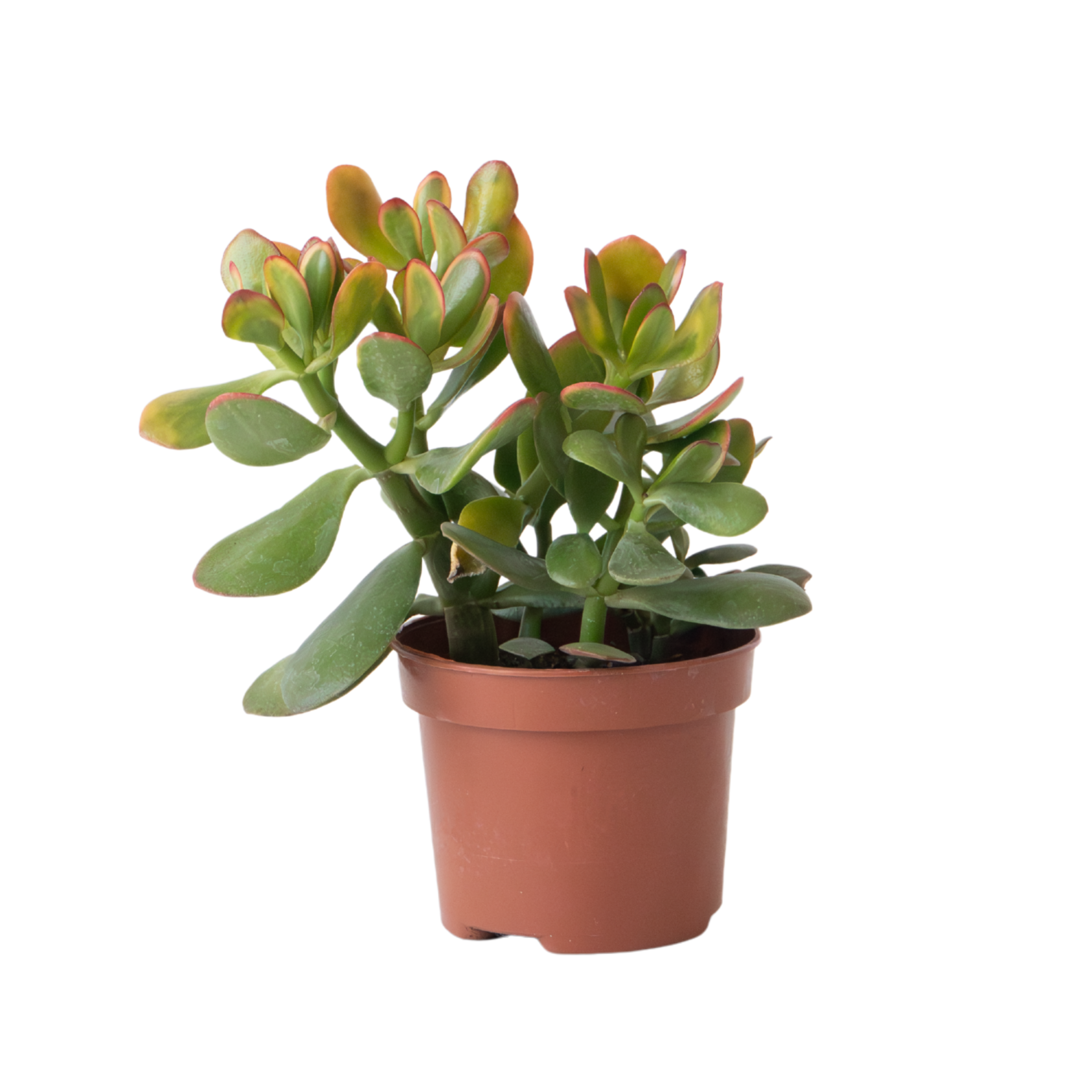 Arbore de jad - Crassula ovata 'Sunset' - Înălţime 15-20cm - ⌀12cm