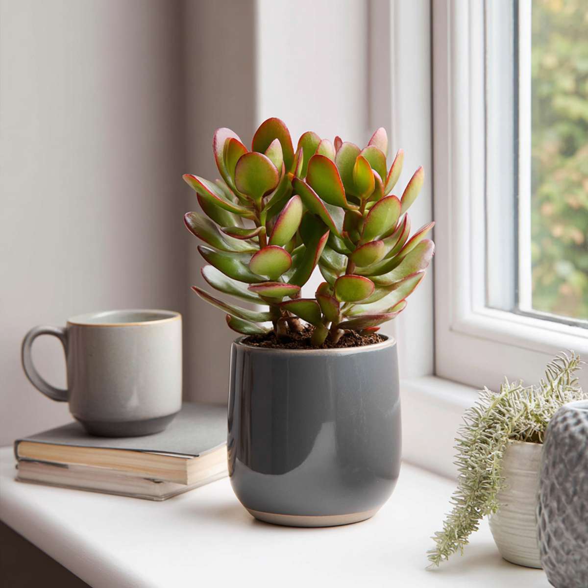 Arbore de jad - Set 2 - Crassula ovata 'Sunset' - Înălţime 15-20cm - ⌀12cm