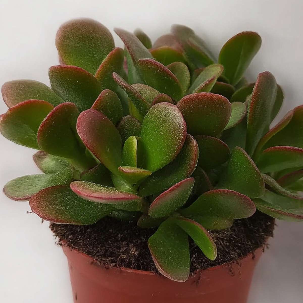 Arbore de jad - Set 2 - Crassula ovata 'Sunset' - Înălţime 15-20cm - ⌀12cm