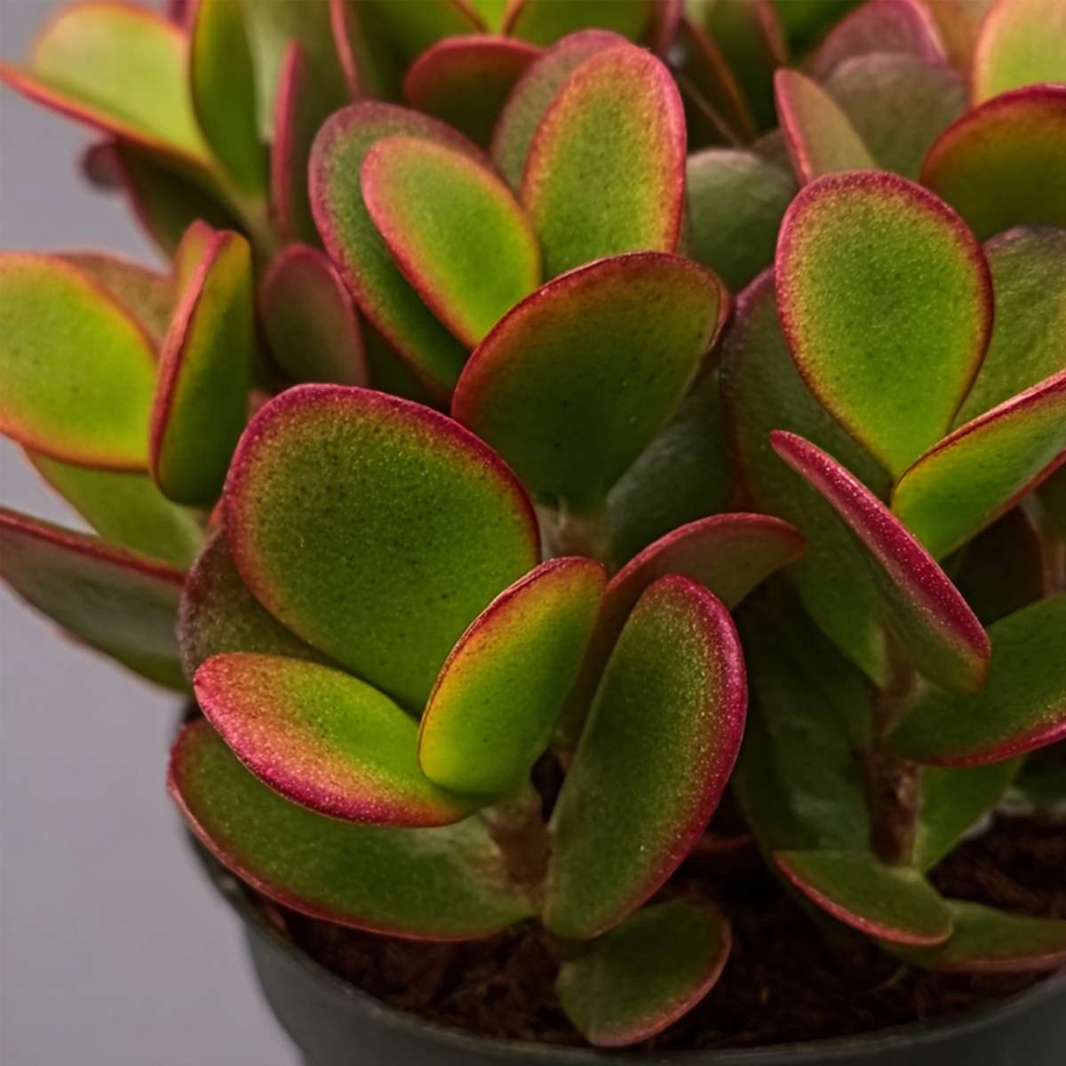 Arbore de jad - Set 2 - Crassula ovata 'Sunset' - Înălţime 15-20cm - ⌀12cm
