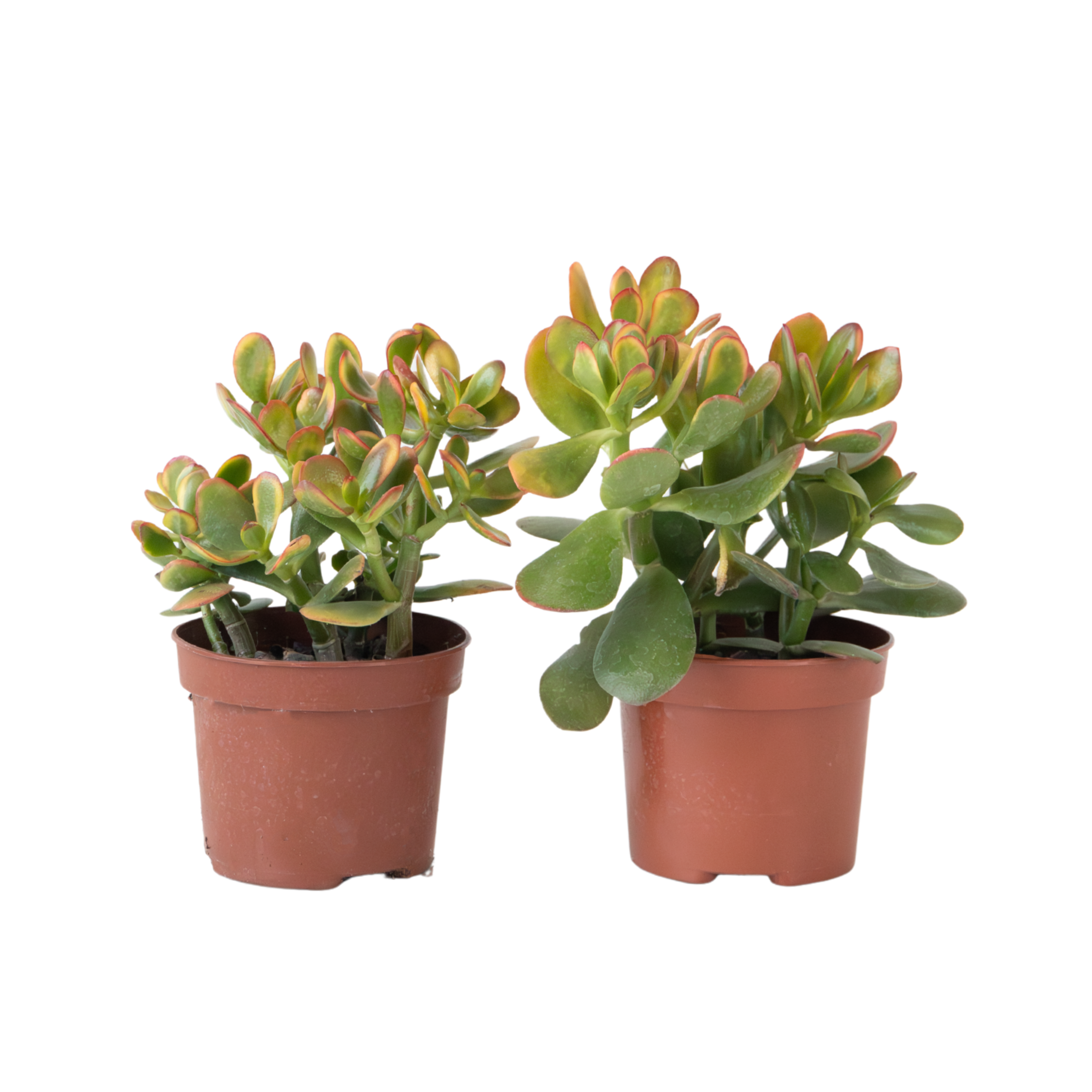 Arbore de jad - Set 2 - Crassula ovata 'Sunset' - Înălţime 15-20cm - ⌀12cm