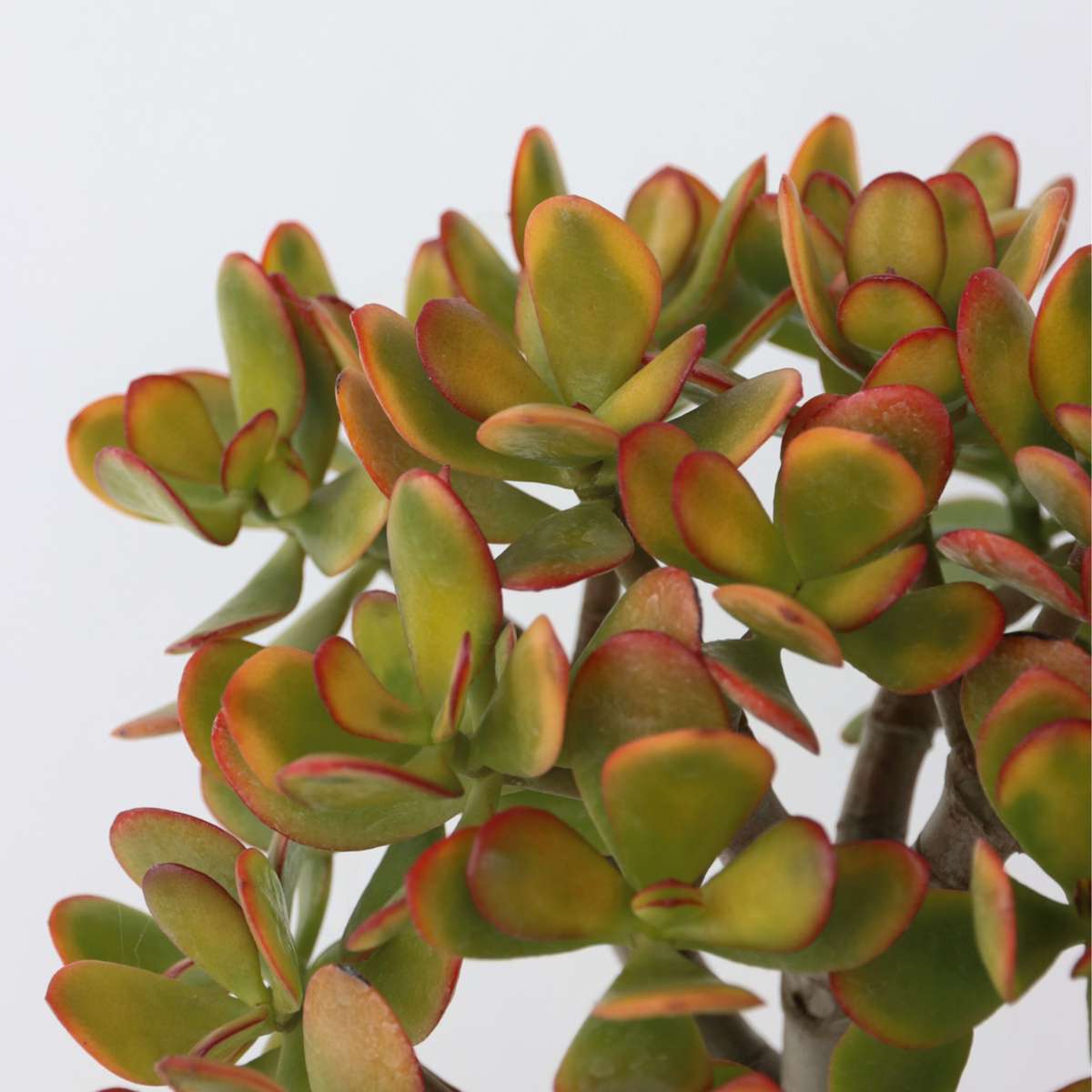 Arbore de jad - Crassula ovata 'Sunset' - Înălţime 30-35cm - ⌀17cm