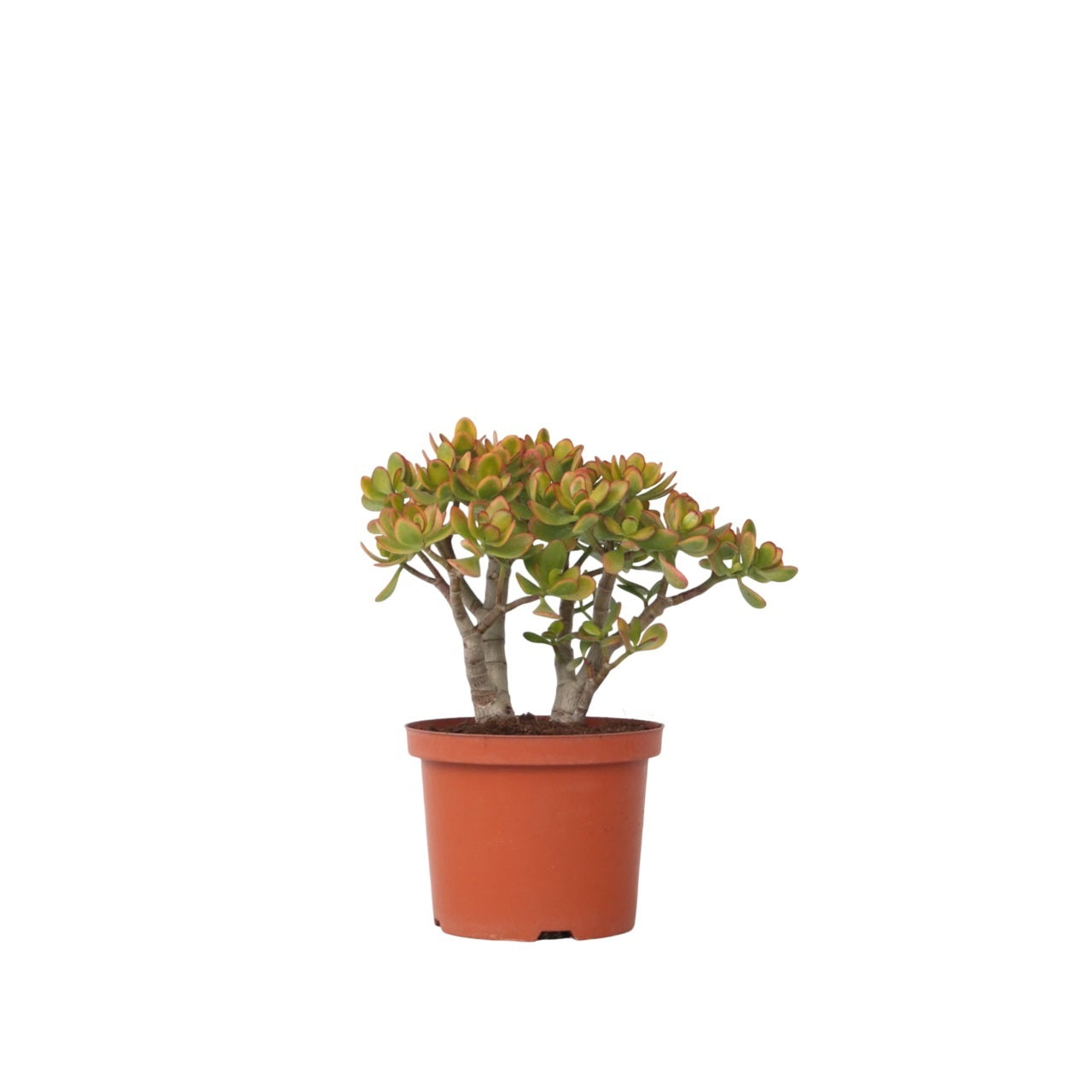 Arbore de jad - Crassula ovata 'Sunset' - Înălţime 30-35cm - ⌀17cm