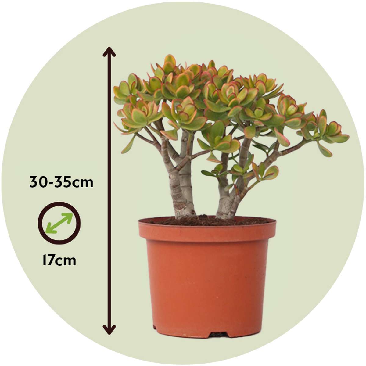 Arbore de jad - Crassula ovata 'Sunset' - Înălţime 30-35cm - ⌀17cm