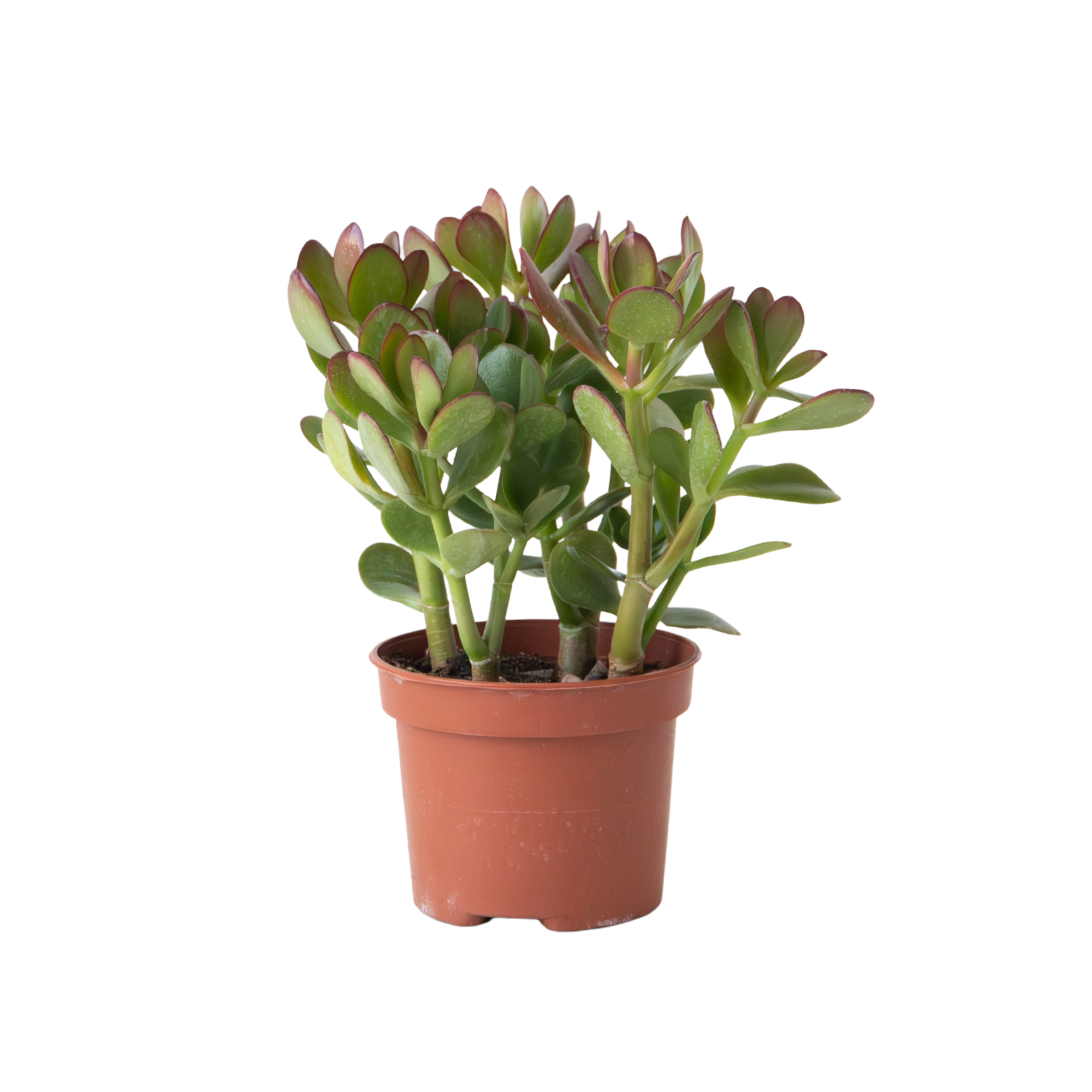 Copacul de jad - Crassula ovata - Înălțime 15-25cm - ø12cm