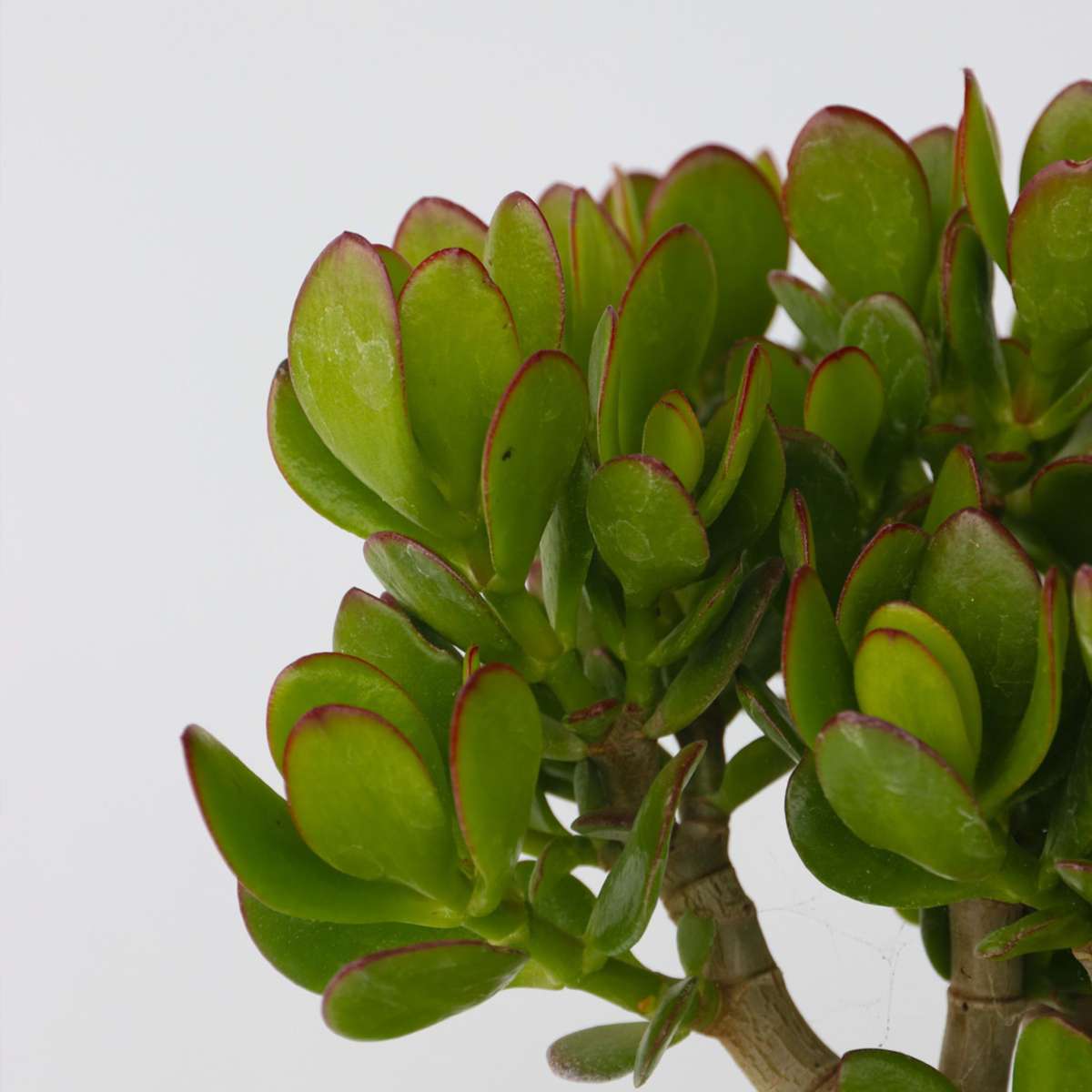 Copacul de jad - Set 2 - Crassula ovata - Înălțime 15-25cm - ø12cm