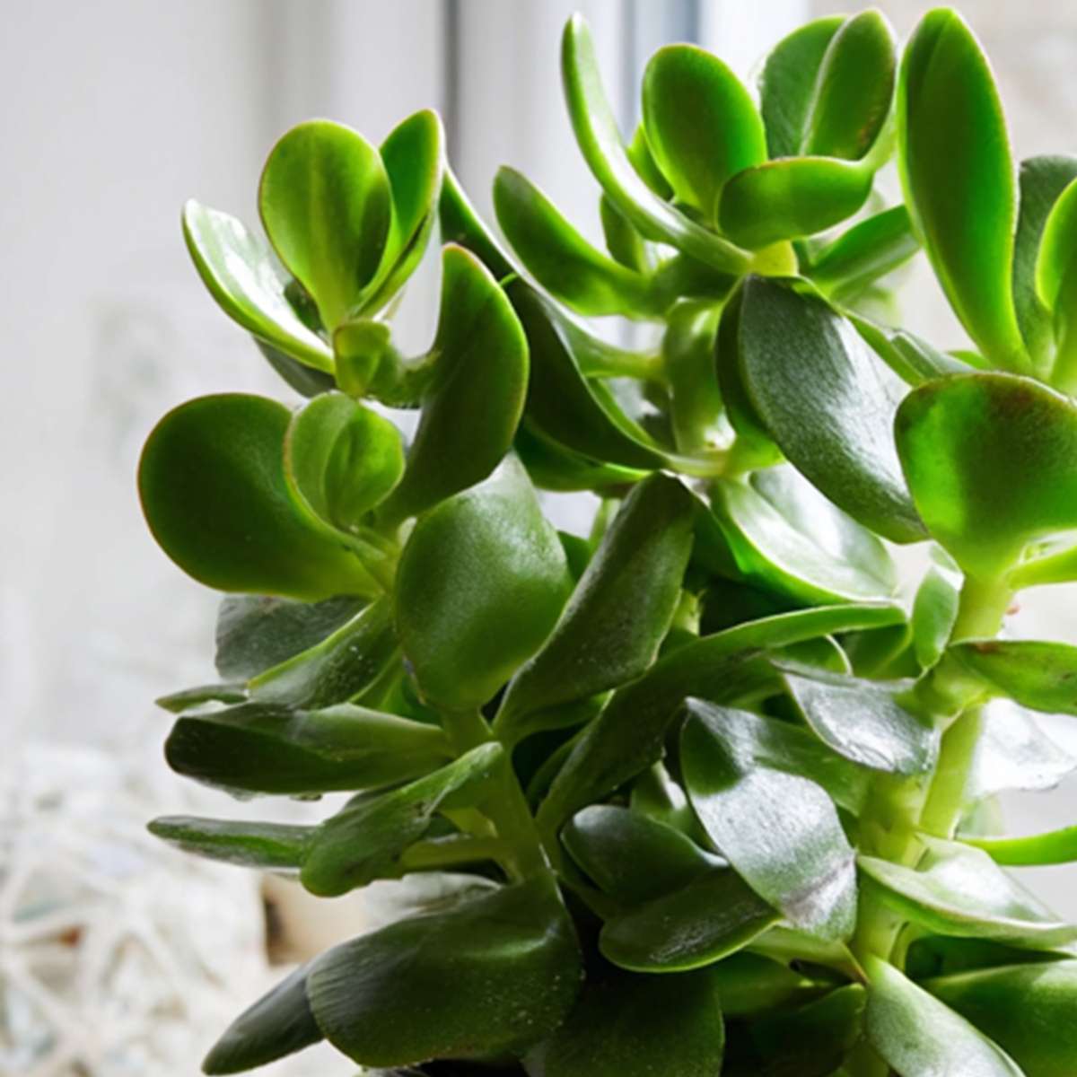 Copacul de jad - Set 2 - Crassula ovata - Înălțime 15-25cm - ø12cm