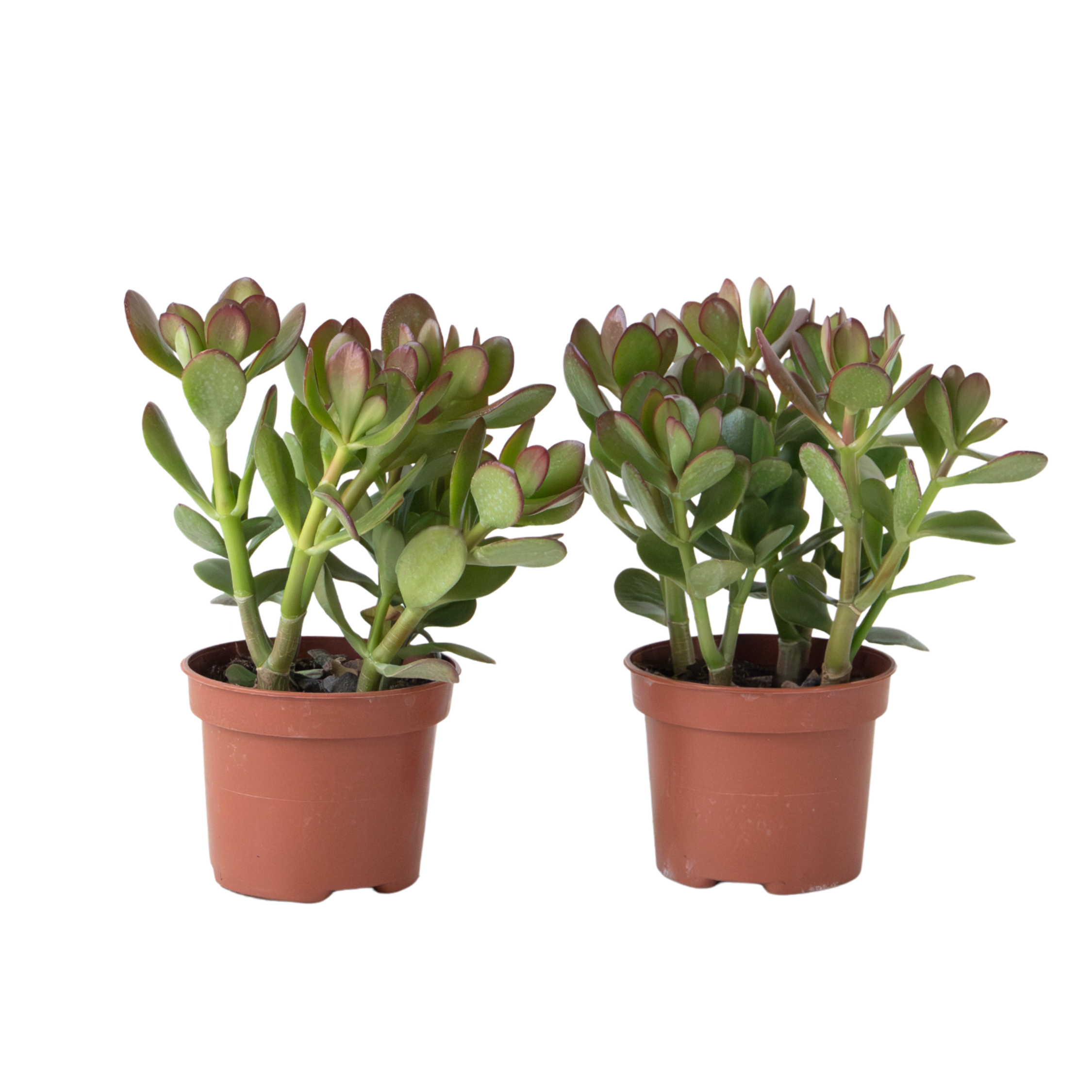 Copacul de jad - Set 2 - Crassula ovata - Înălțime 15-25cm - ø12cm