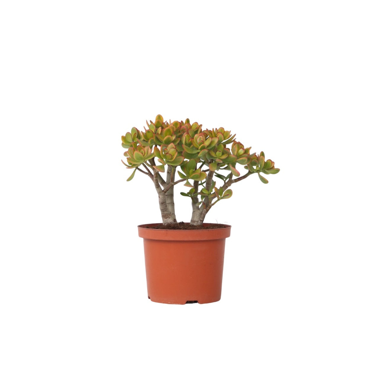 Arbore de jad - Crassula ovata 'Sunset' - Înălţime 45-50cm - ⌀23cm