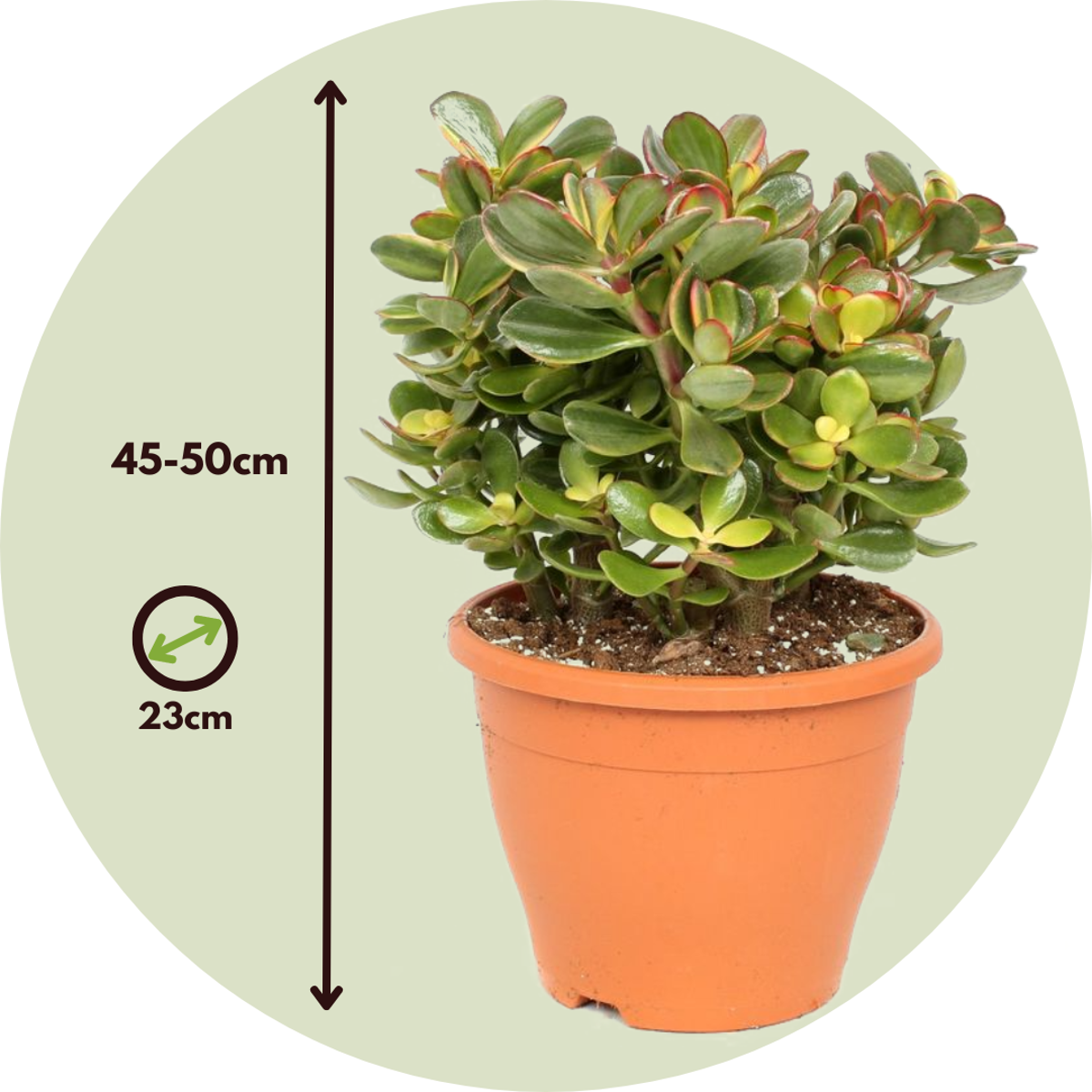Arbore de jad - Crassula ovata 'Sunset' - Înălţime 45-50cm - ⌀23cm