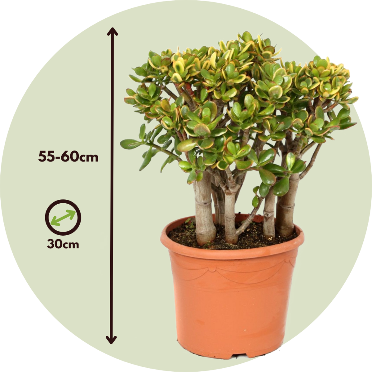 Arbore de jad - Crassula ovata 'Sunset' - Înălţime 55-60cm - ⌀30cm