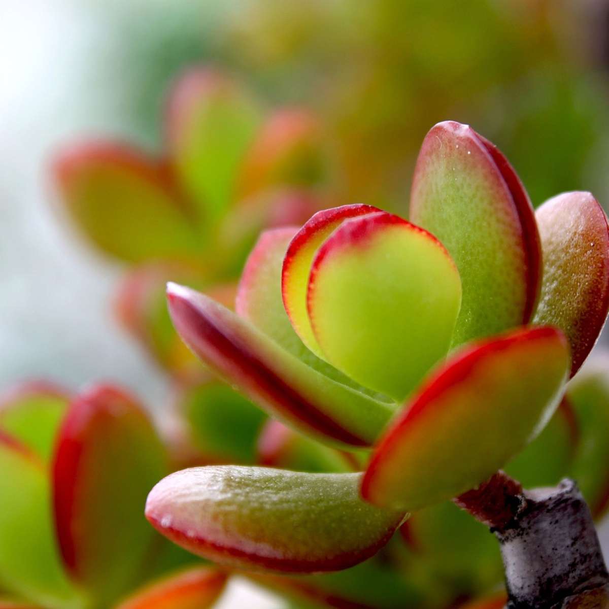 Arbore de jad - Crassula ovata 'Sunset' - Înălţime 55-60cm - ⌀30cm