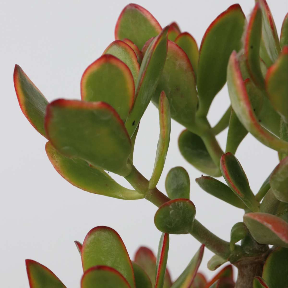 Arbore de jad - Crassula ovata 'Sunset' - Înălţime 55-60cm - ⌀30cm