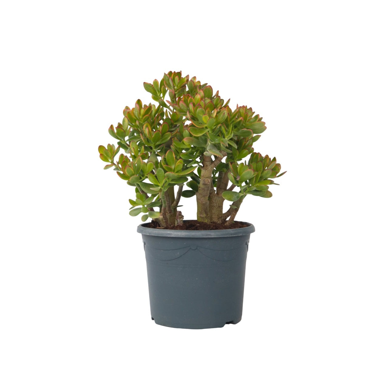 Arbore de jad - Crassula ovata 'Sunset' - Înălţime 55-60cm - ⌀30cm