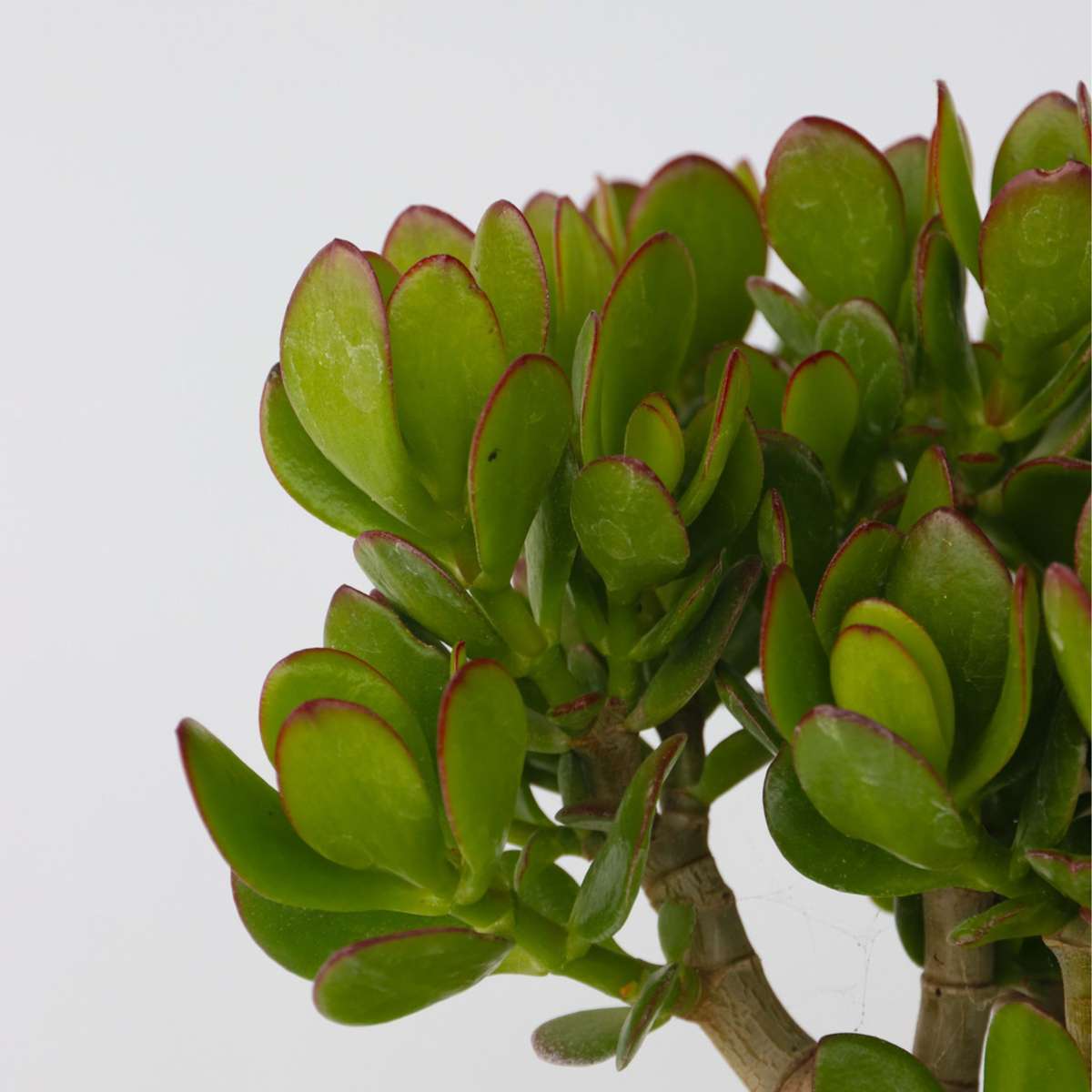 Arbore de jad - Crassula ovata 'Minor' - Înălţime 30-35cm - ⌀17cm
