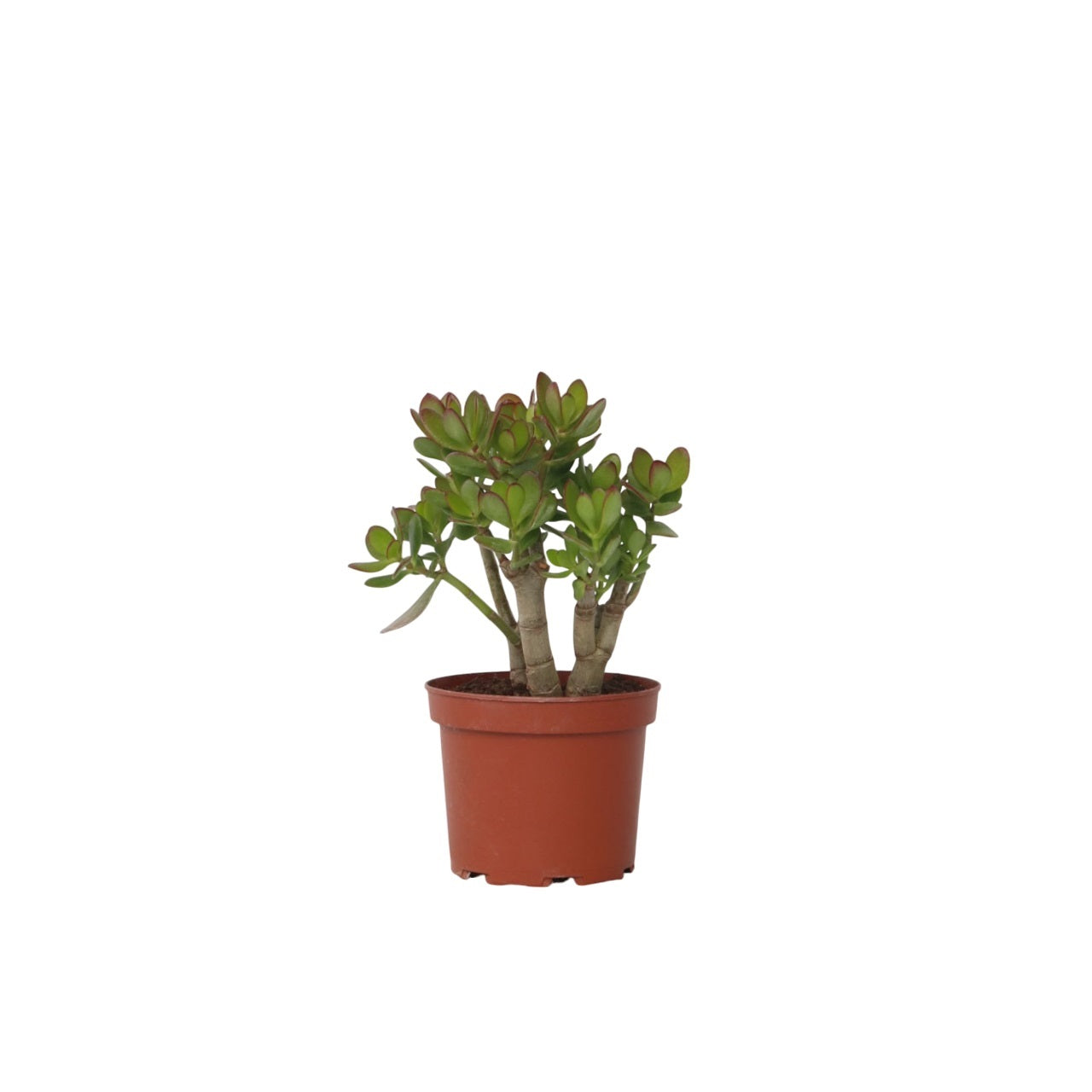 Arbore de jad - Crassula ovata 'Minor' - Înălţime 30-35cm - ⌀17cm