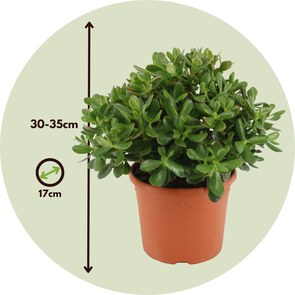 Arbore de jad - Crassula ovata 'Minor' - Înălţime 30-35cm - ⌀17cm