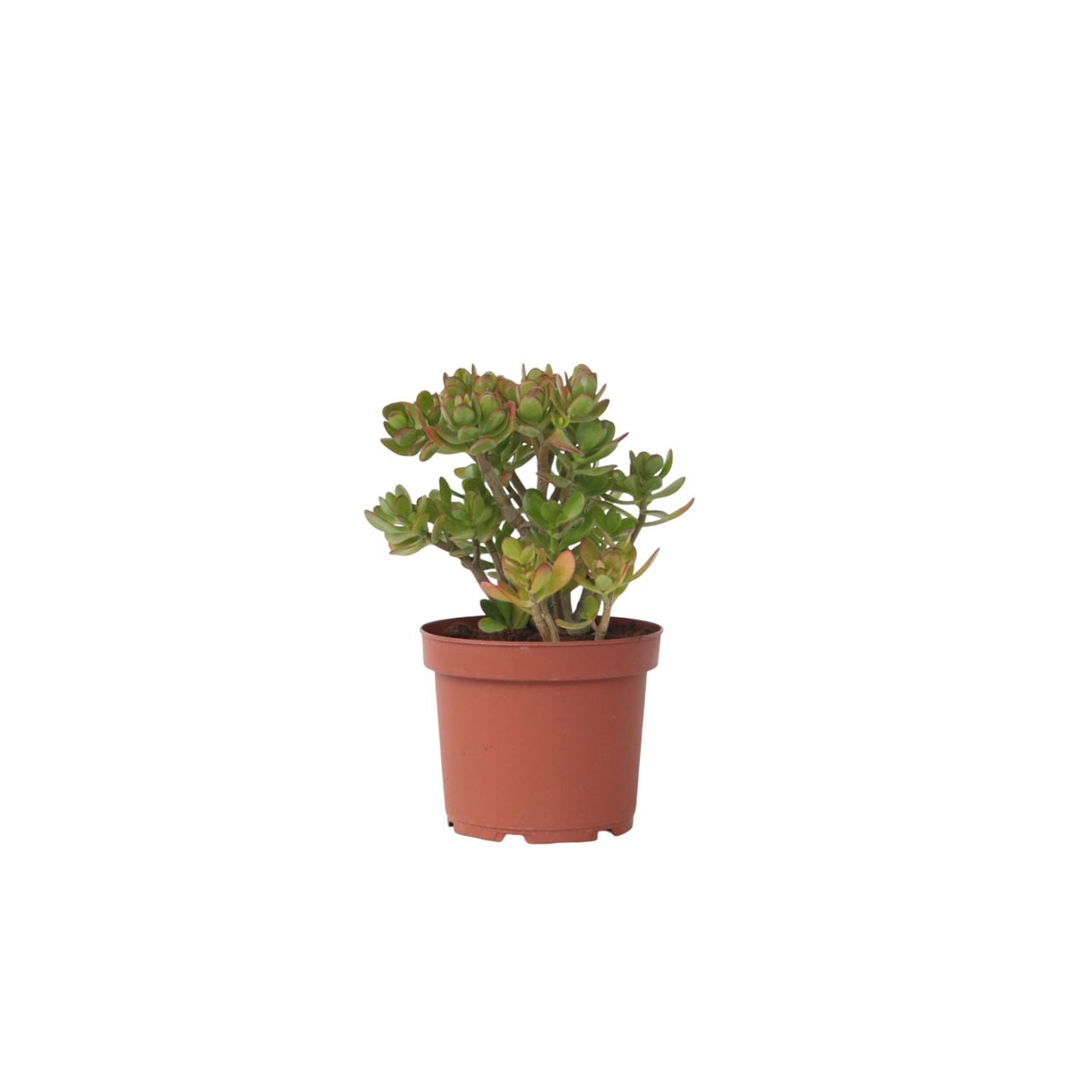 Arbore de jad - Crassula ovata 'Minor' - Înălţime 45-50cm - ⌀23cm
