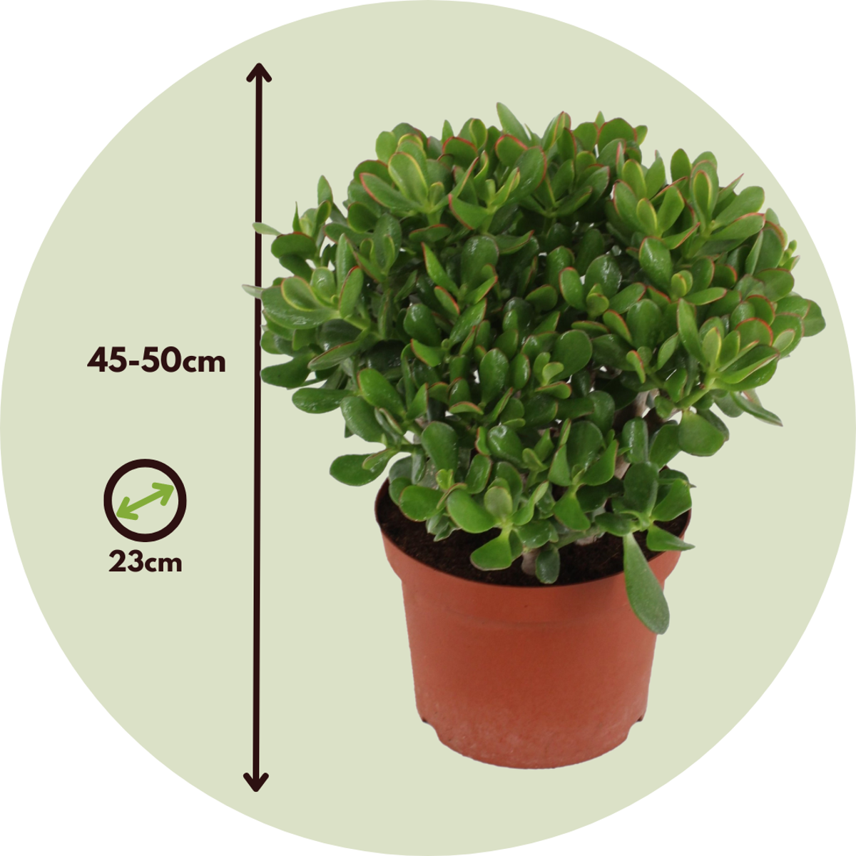 Arbore de jad - Crassula ovata 'Minor' - Înălţime 45-50cm - ⌀23cm