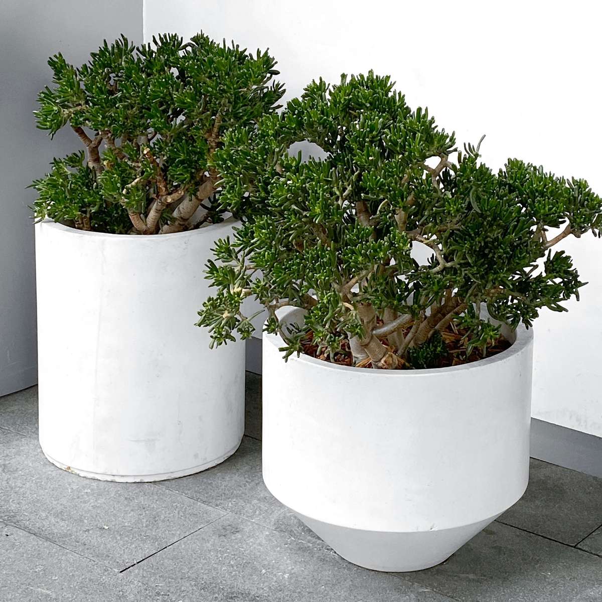 Arbore de jad - Crassula ovata 'Minor' - Înălţime 30-35cm - ⌀17cm