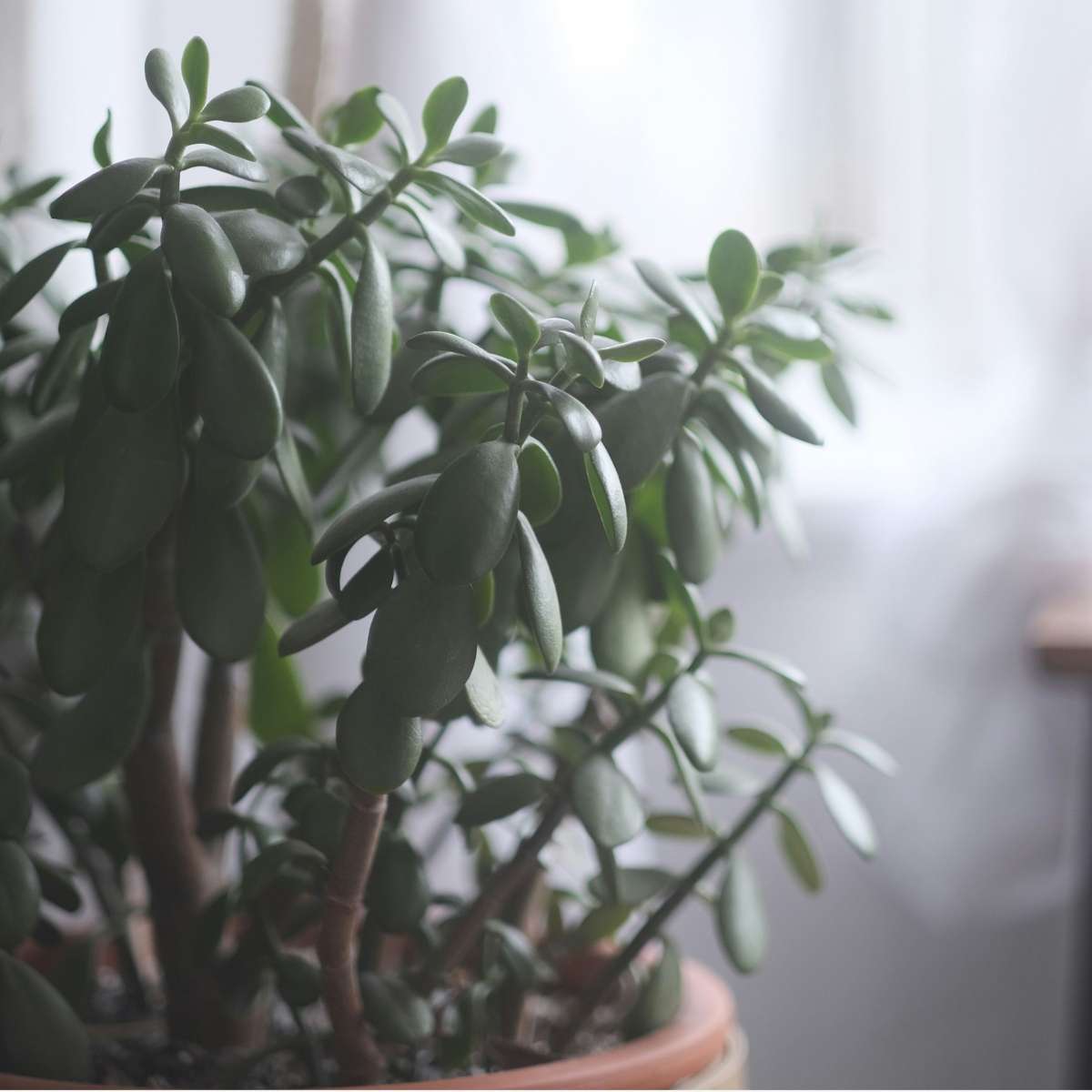 Arbore de jad - Crassula ovata 'Minor' - Înălţime 30-35cm - ⌀17cm