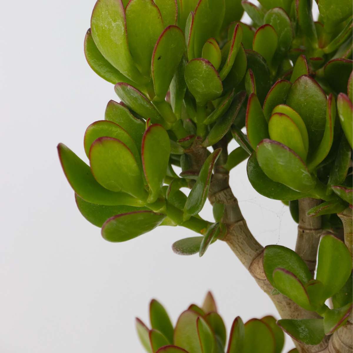 Arbore de jad - Crassula ovata 'Minor' - Înălţime 60-65cm - ⌀30cm