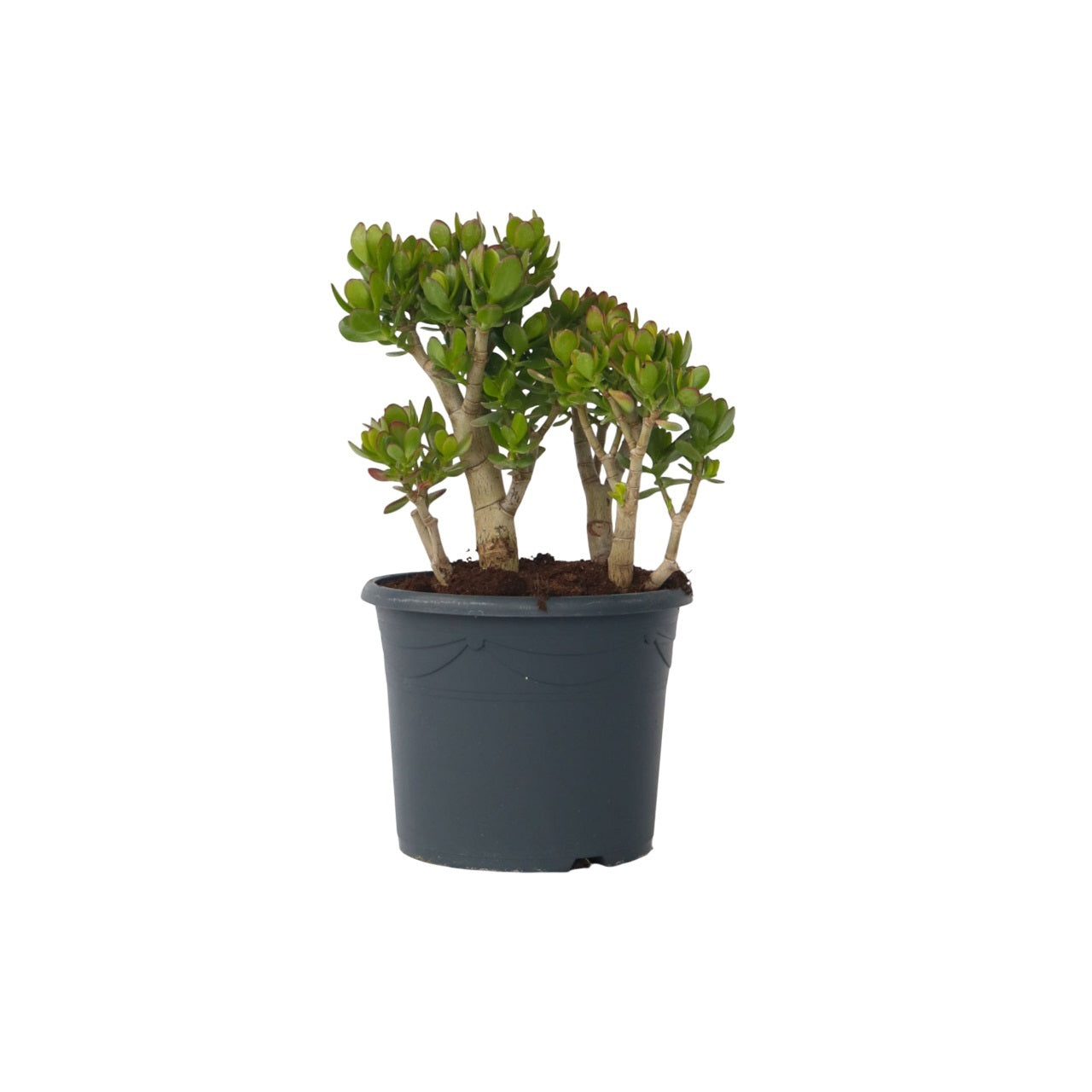 Arbore de jad - Crassula ovata 'Minor' - Înălţime 60-65cm - ⌀30cm