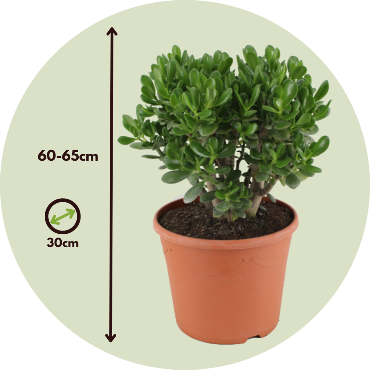 Arbore de jad - Crassula ovata 'Minor' - Înălţime 60-65cm - ⌀30cm